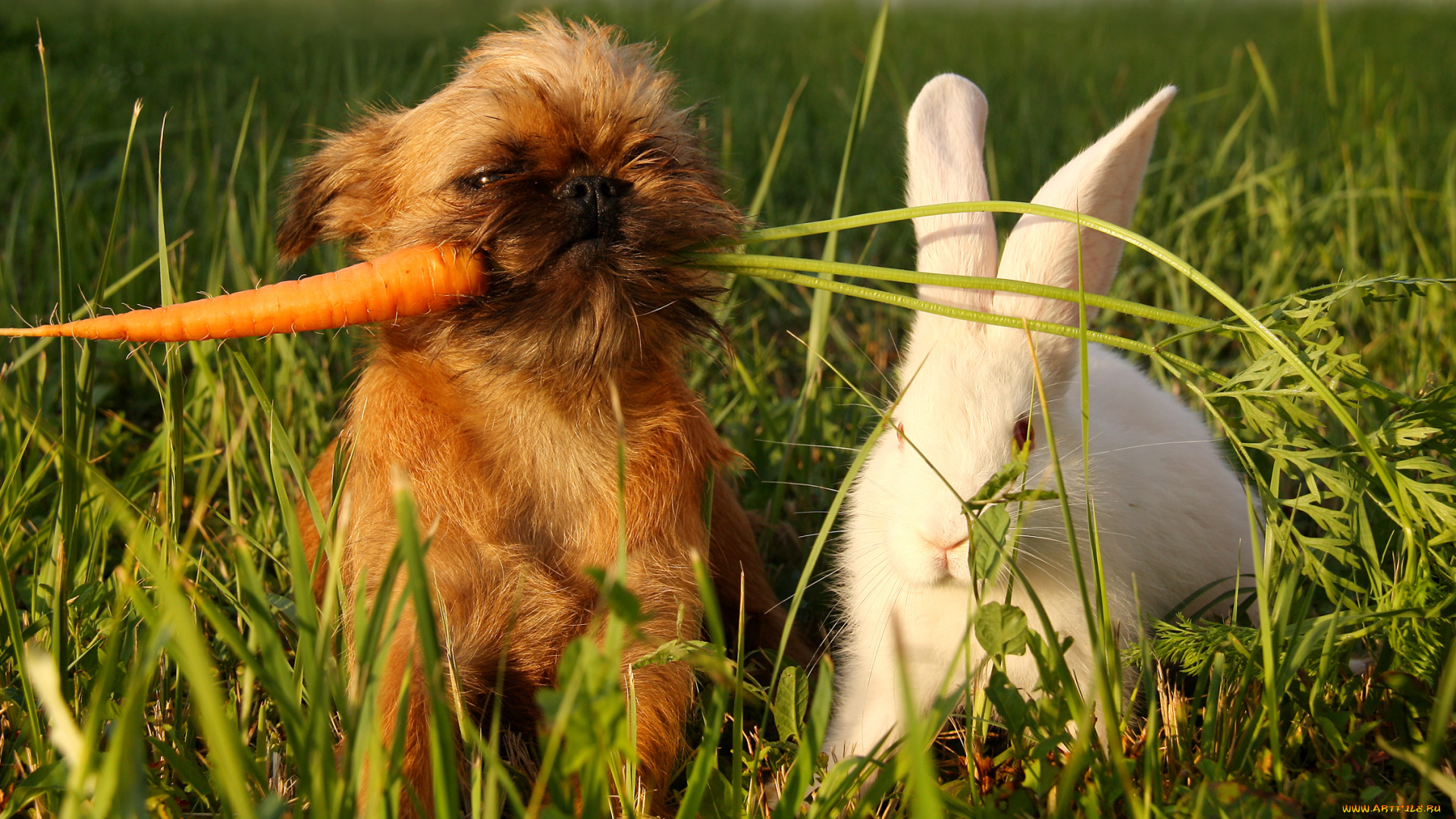 автор, елена, Чаплинская, животные, разные, вместе, собака, брюссельский, гриффон, кролик, морковь