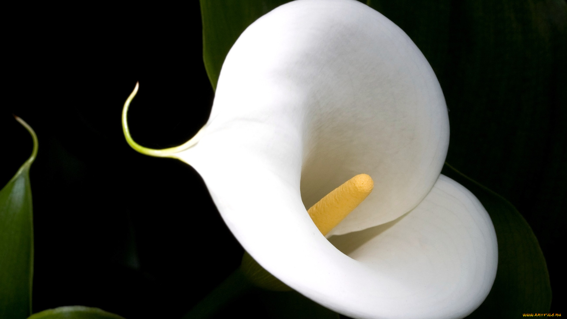 цветы, каллы, белый