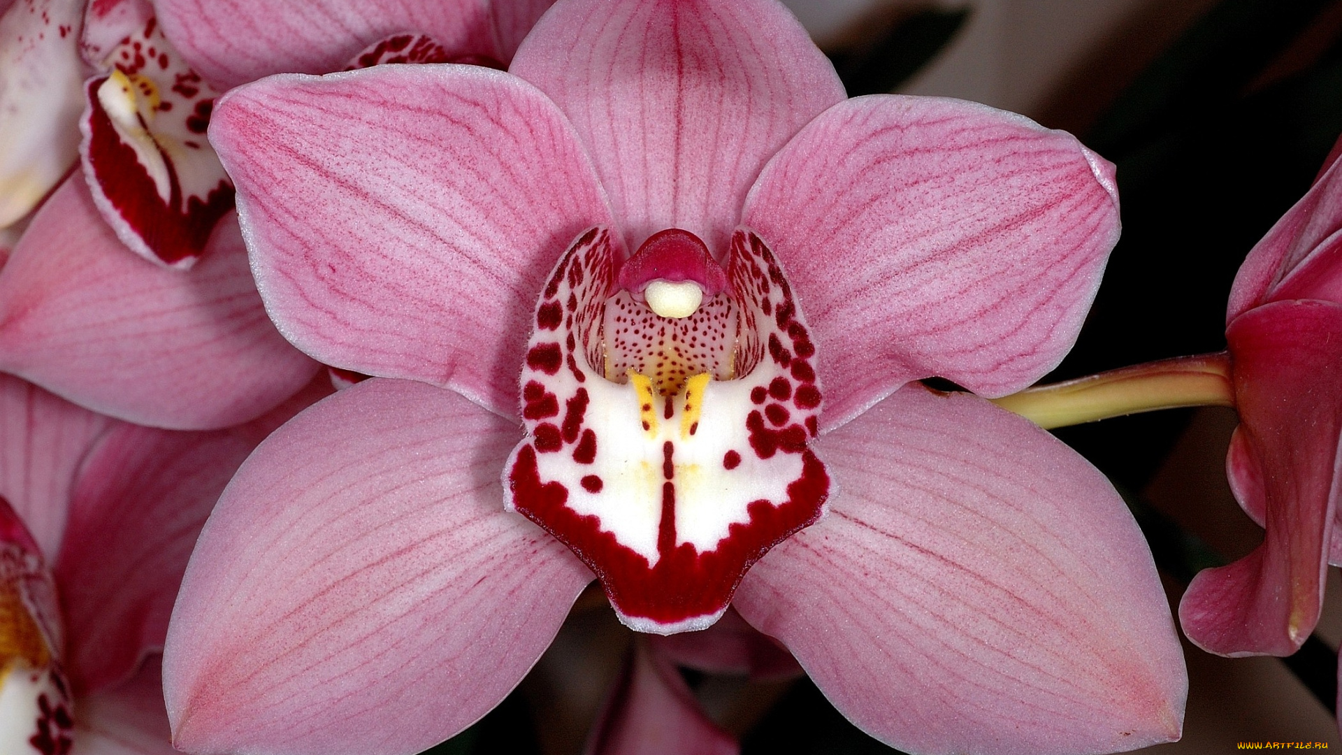 цветы, орхидеи, розовый, лепестки