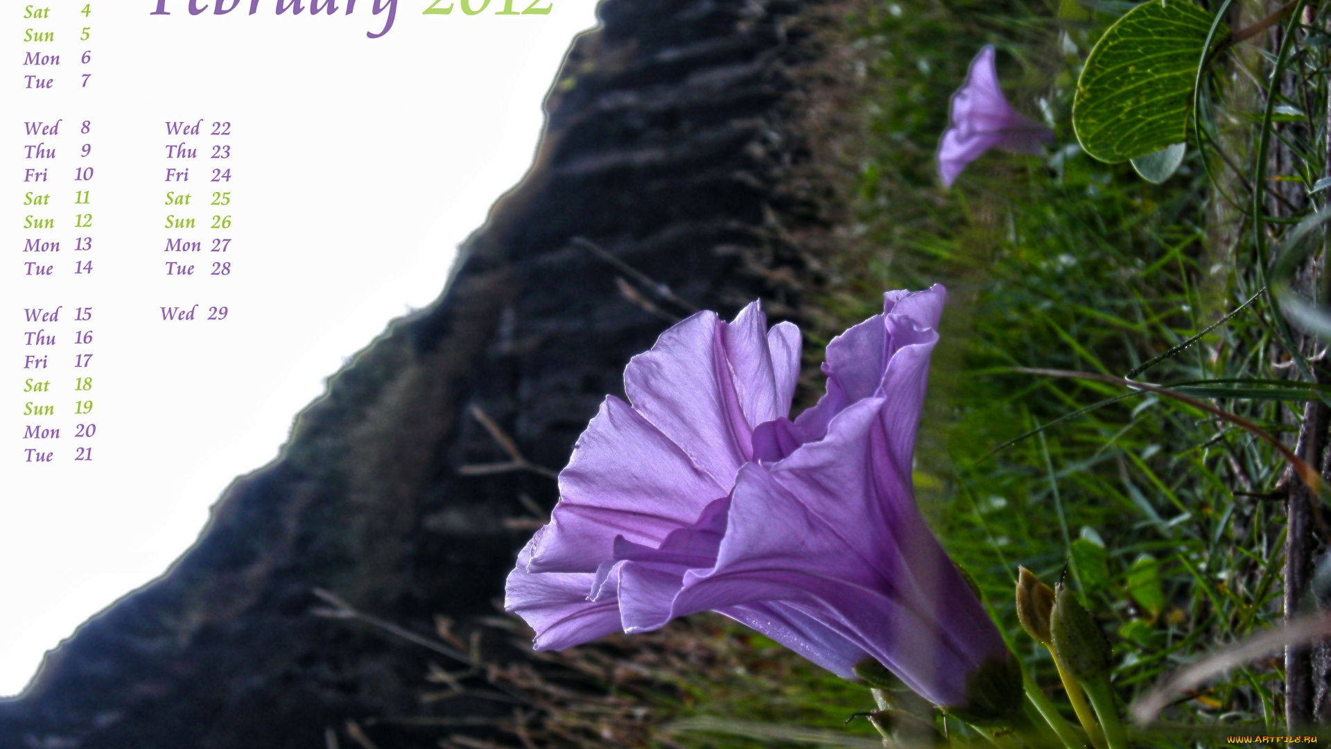 календари, цветы, цветок, фиолетовый