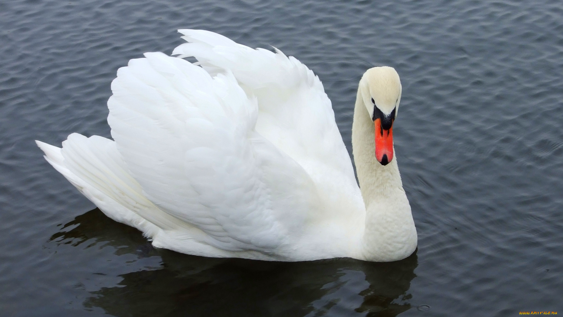 животные, лебеди, лебедь, вода, озеро, пруд