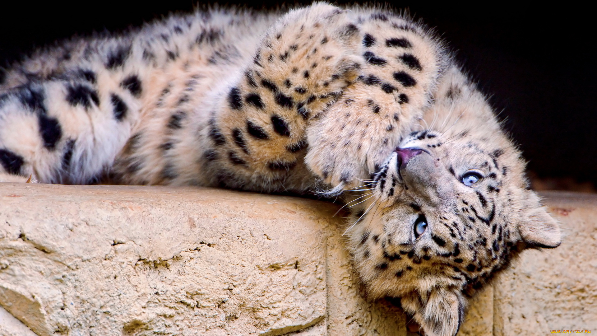 животные, снежный, барс, ирбис