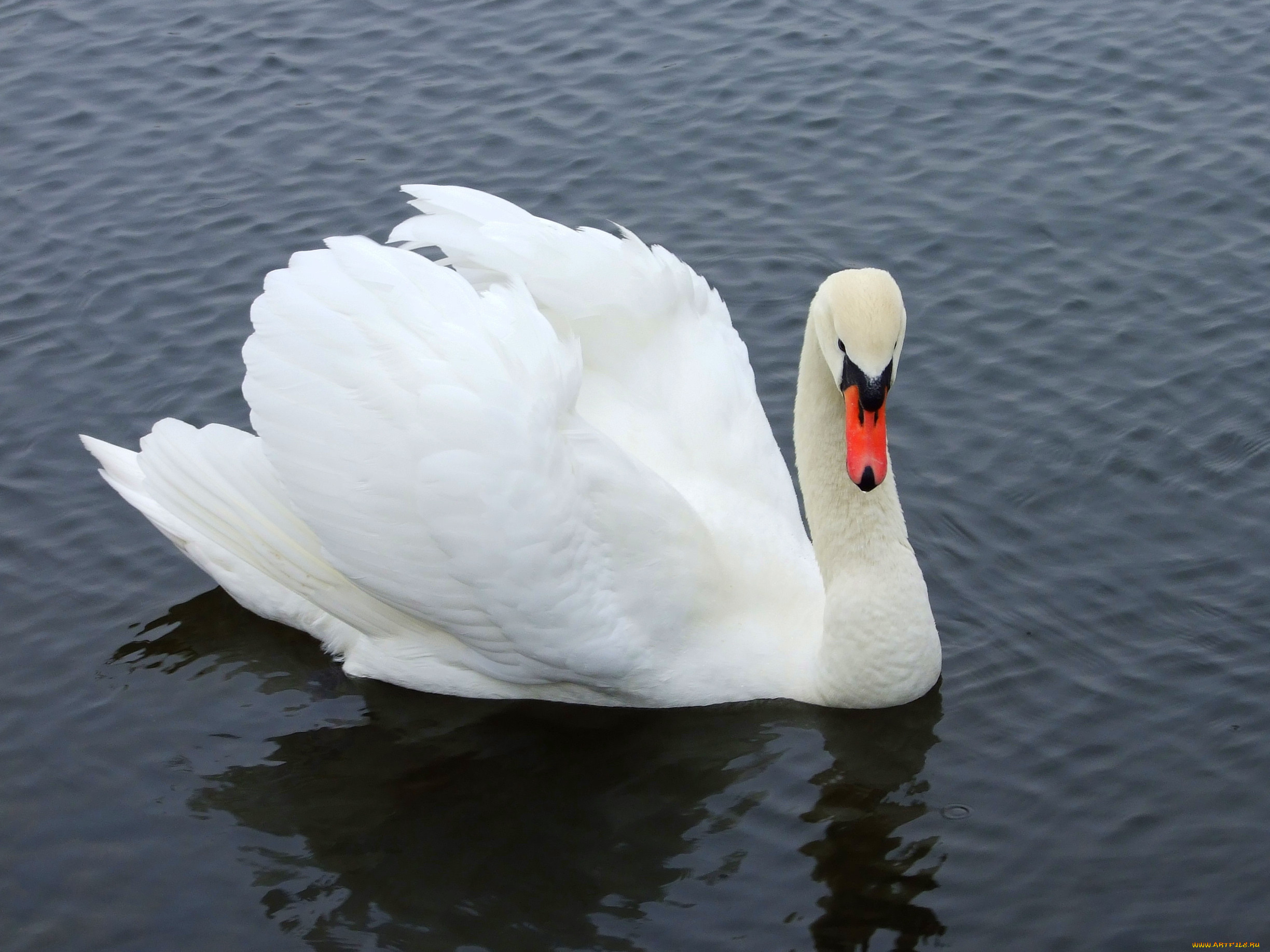 животные, лебеди, лебедь, вода, озеро, пруд