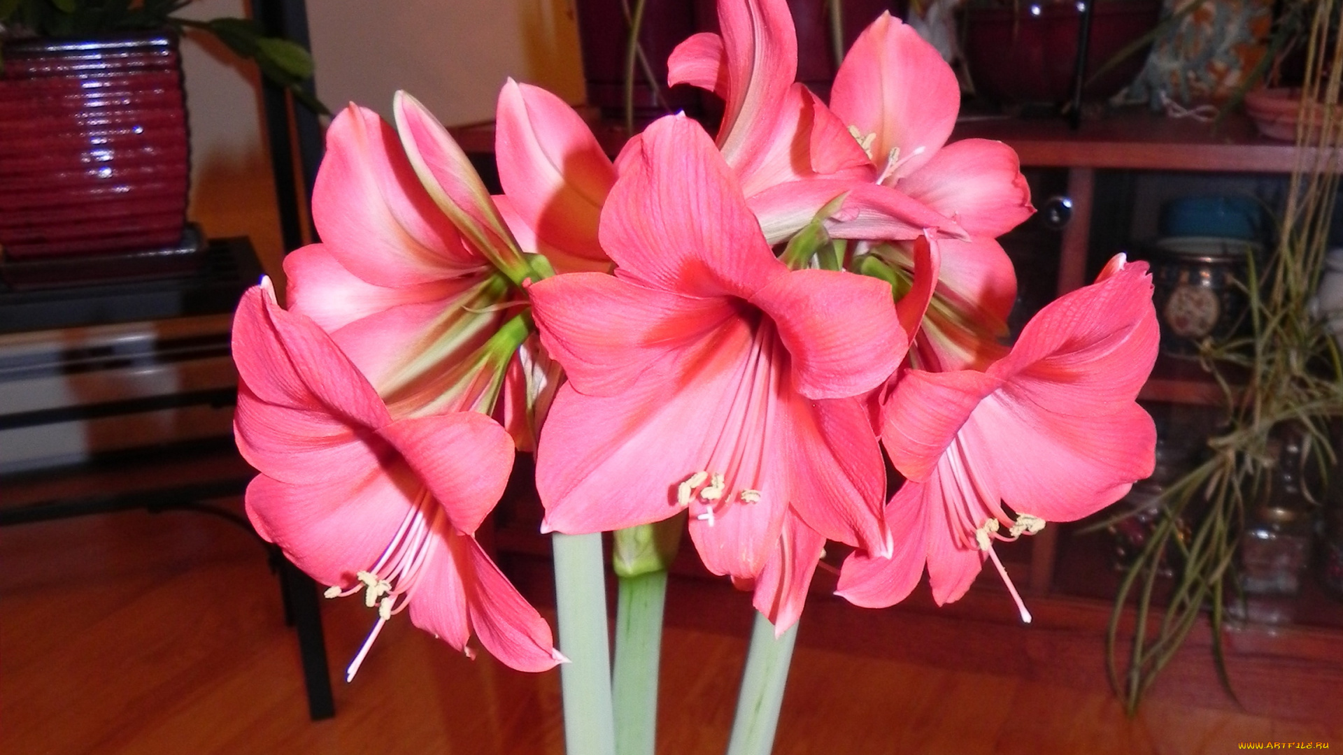 цветы, амариллисы, гиппеаструмы, амариллис