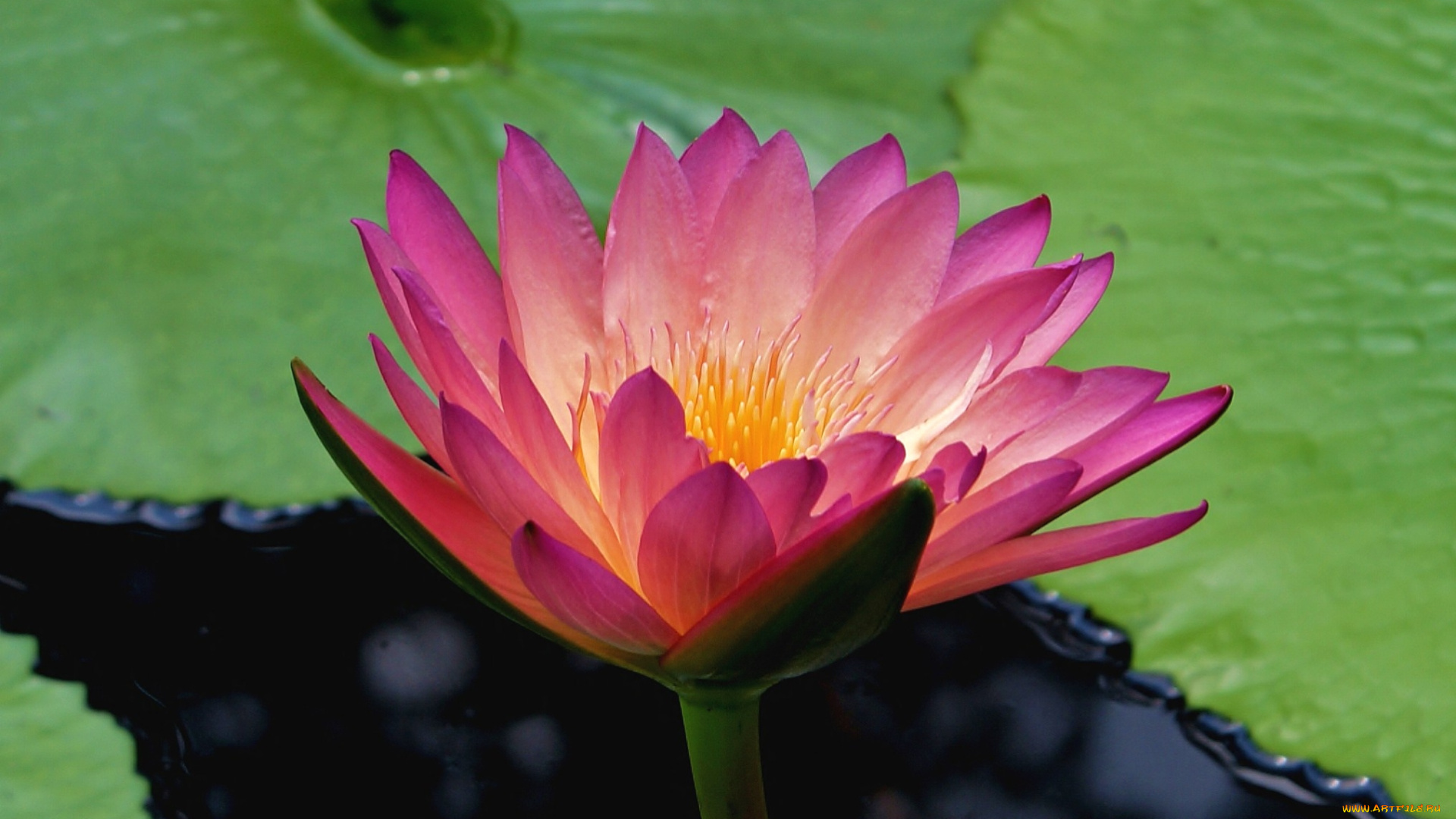 цветы, лилии, водяные, нимфеи, кувшинки, нимфея, вода