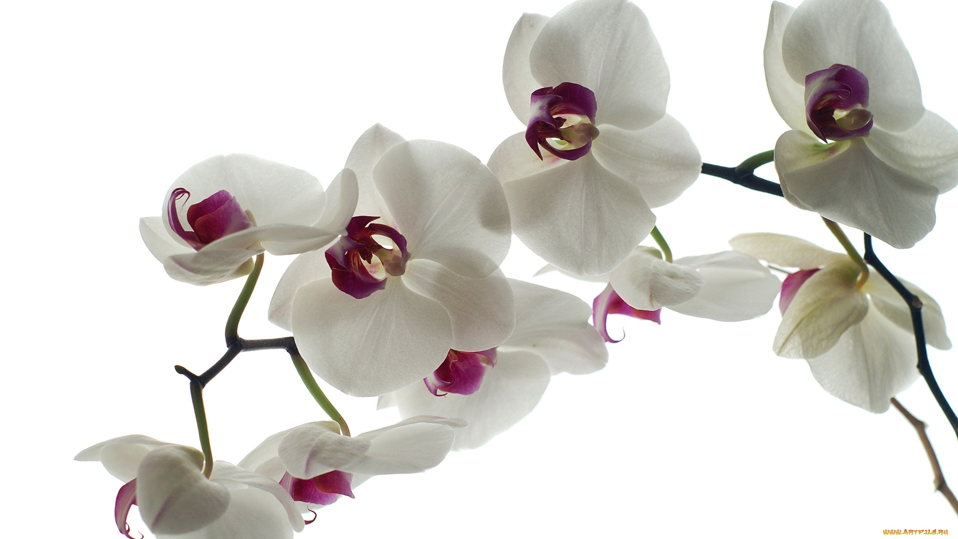 цветы, орхидеи