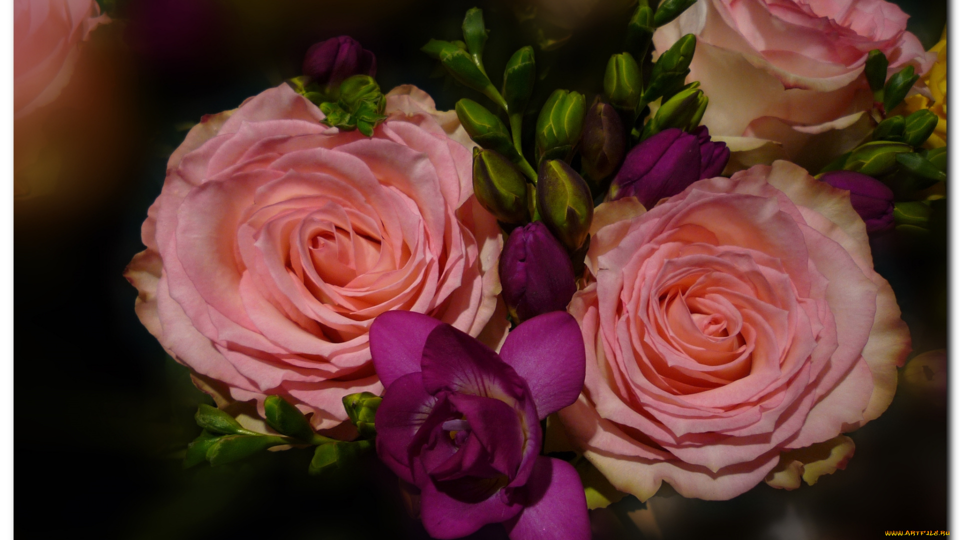 цветы, разные, вместе, розы