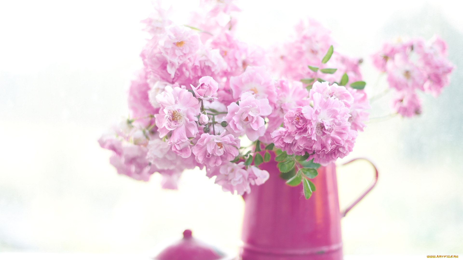 цветы, розы