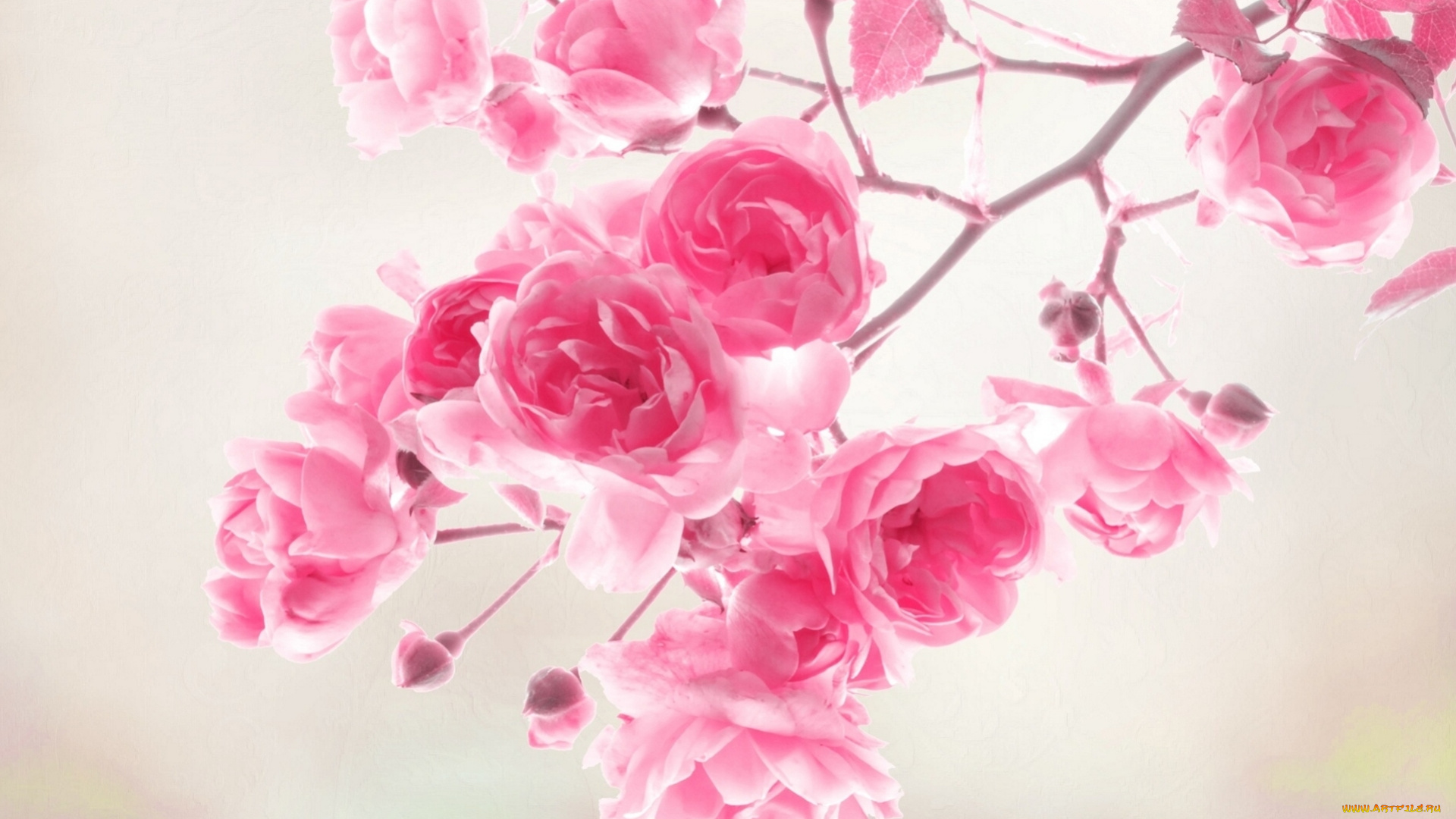 цветы, розы