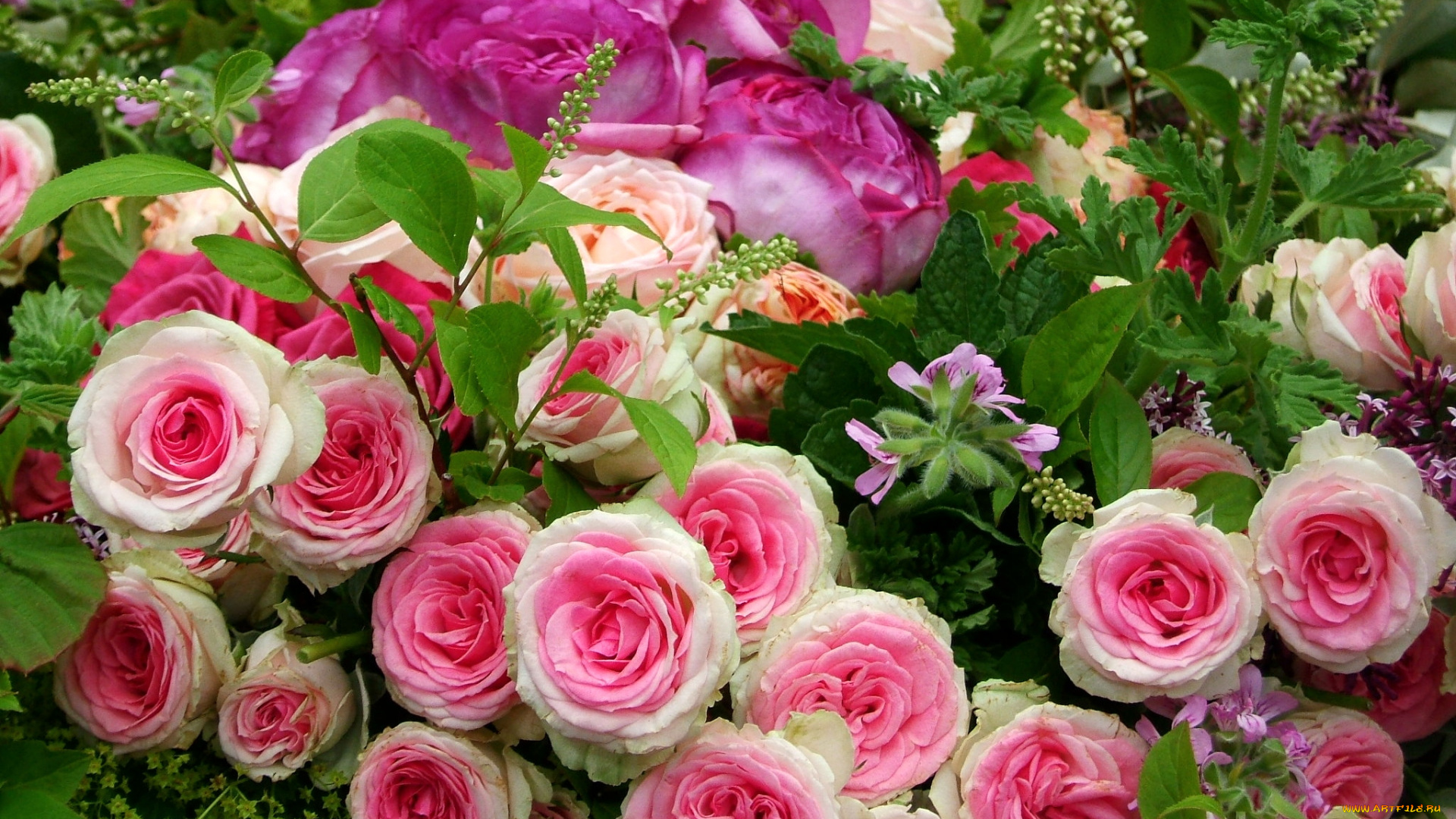 цветы, розы