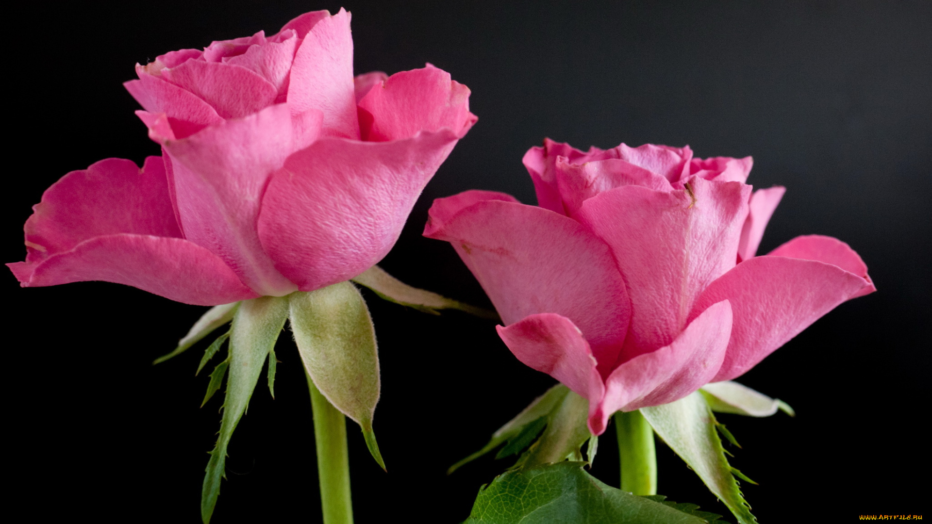 цветы, розы