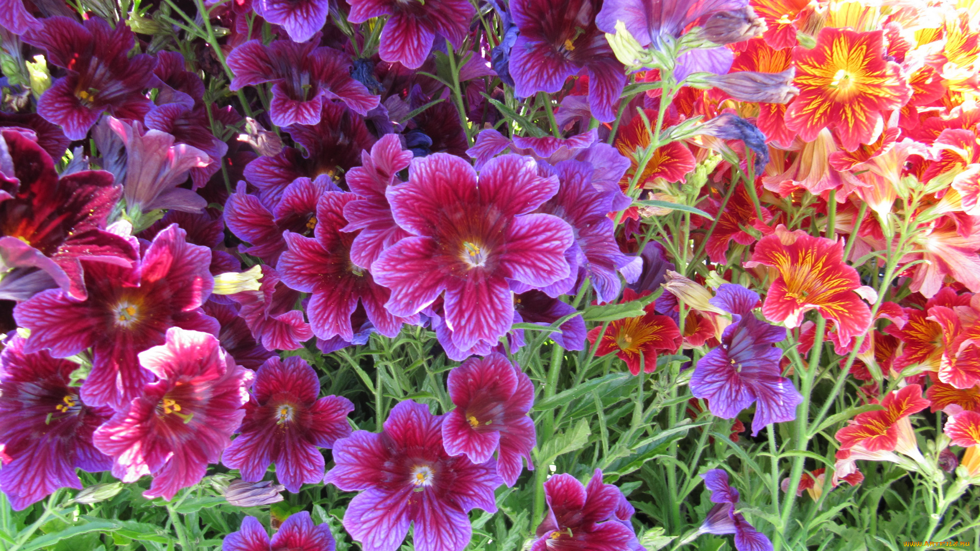 цветы, сальпиглоссис