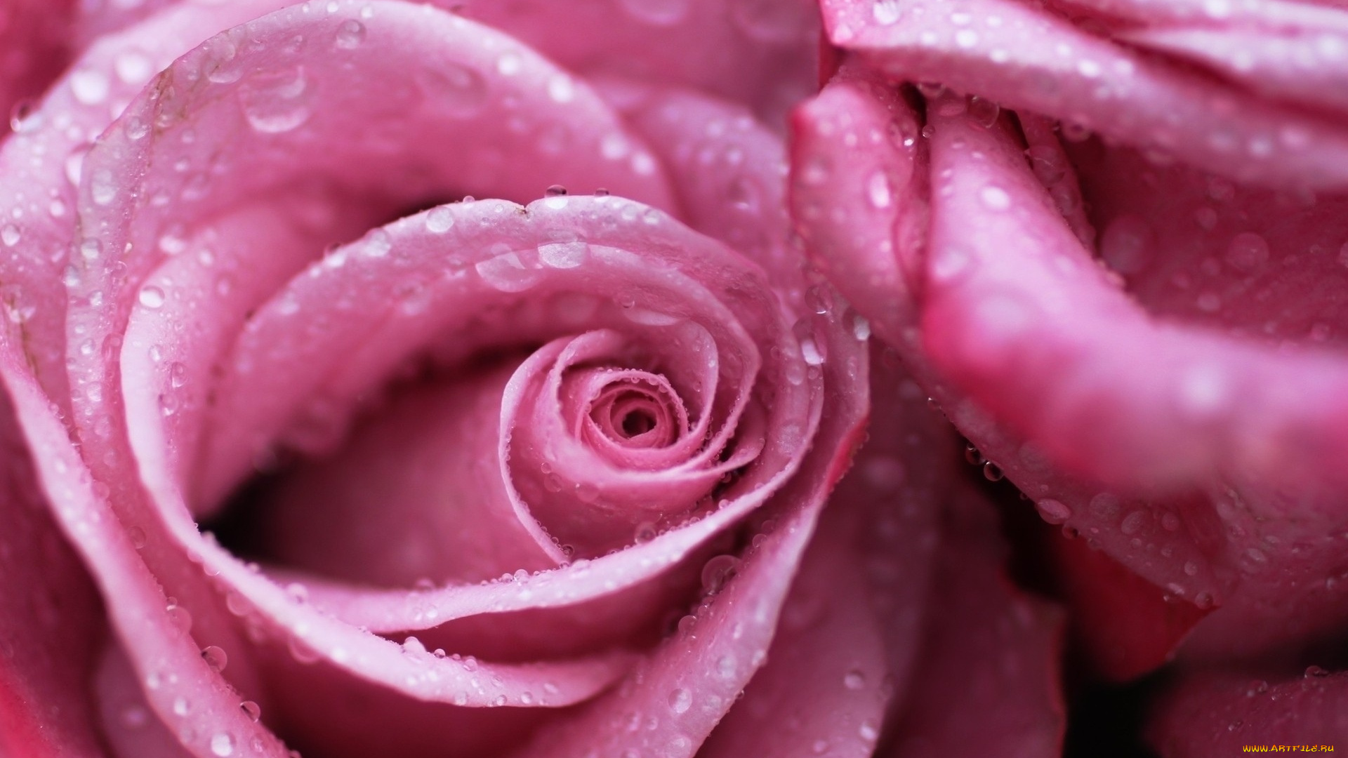 красиво, цветы, розы