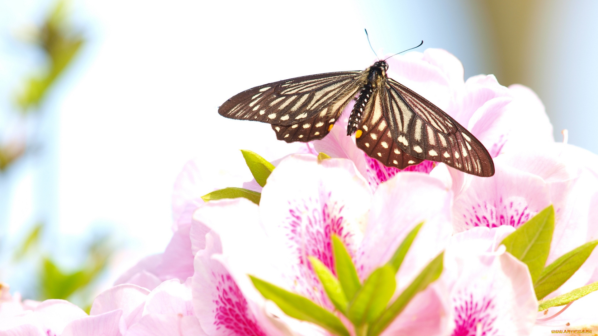 животные, бабочки