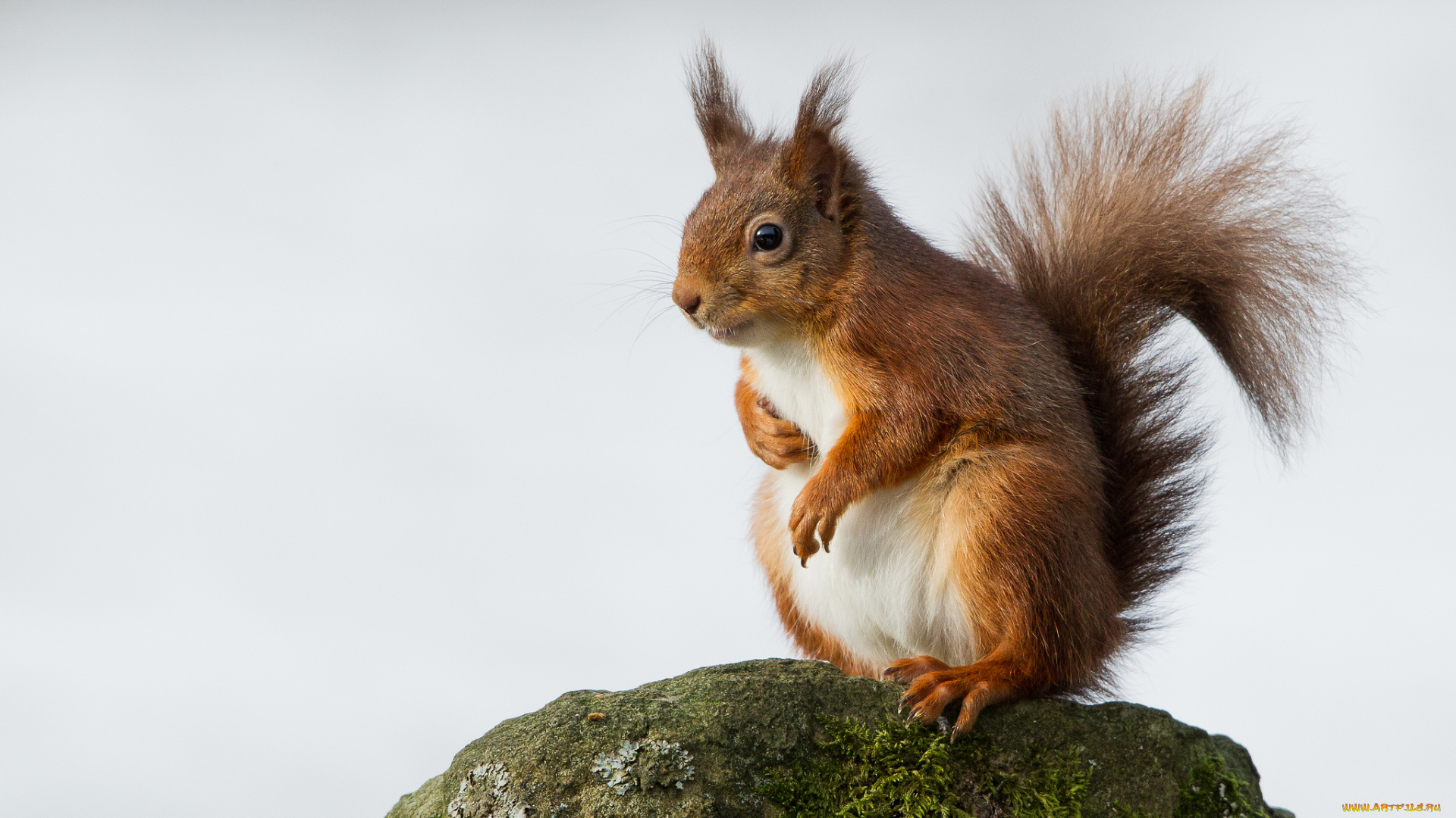 животные, белки