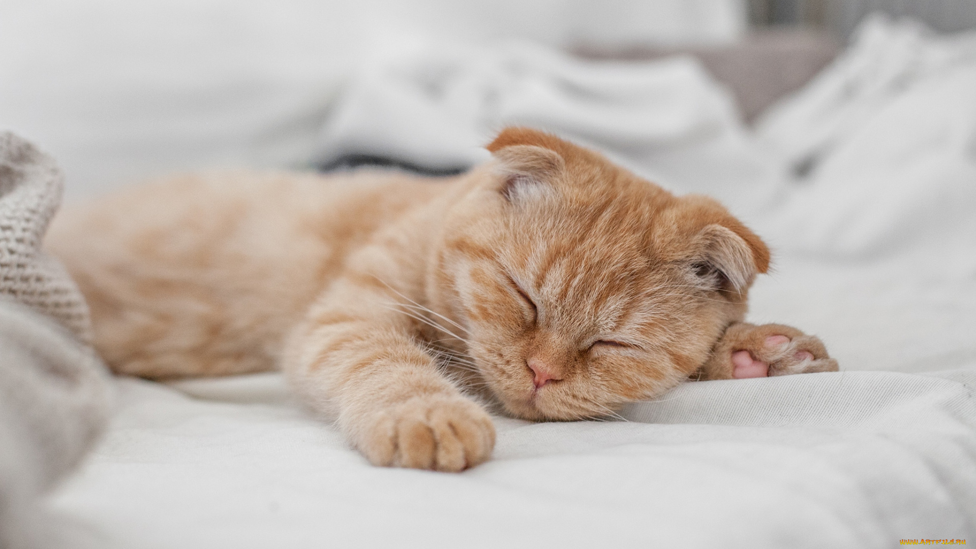 животные, коты, вислоухий