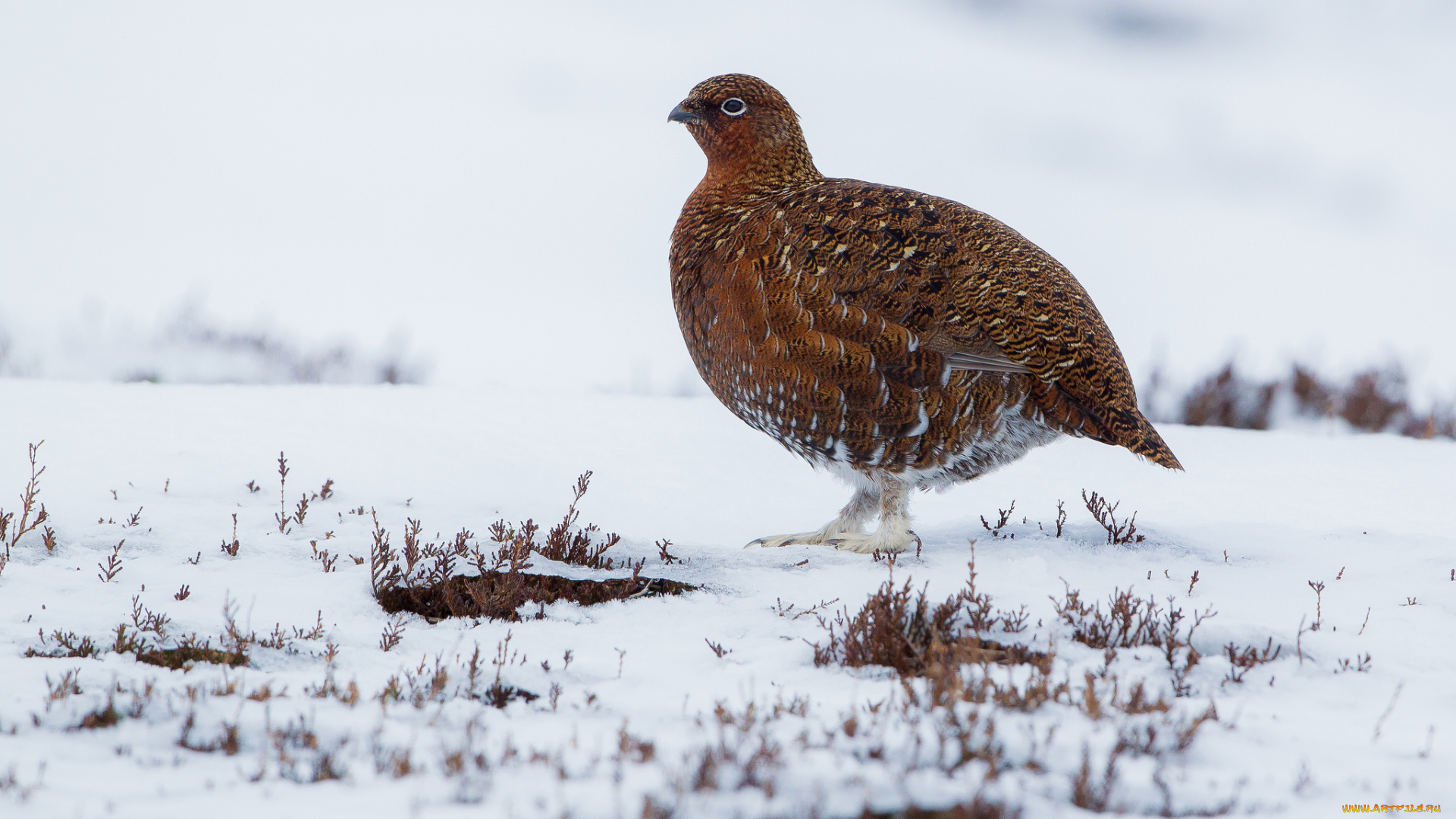 животные, куропатки, рябчики, перепела