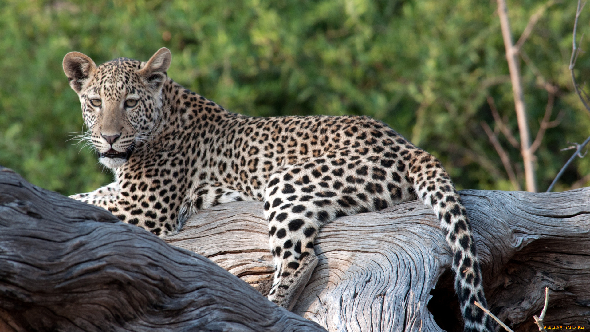 животные, леопарды