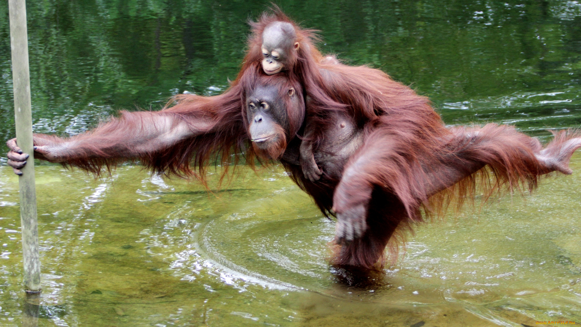 животные, обезьяны