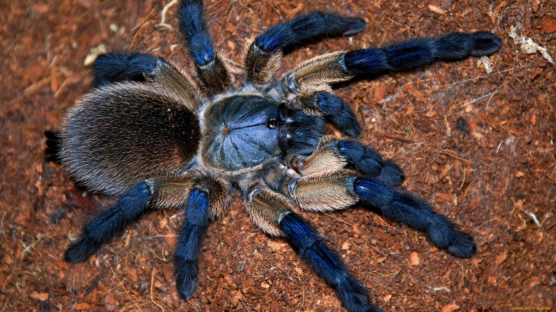 животные, пауки, тарантул