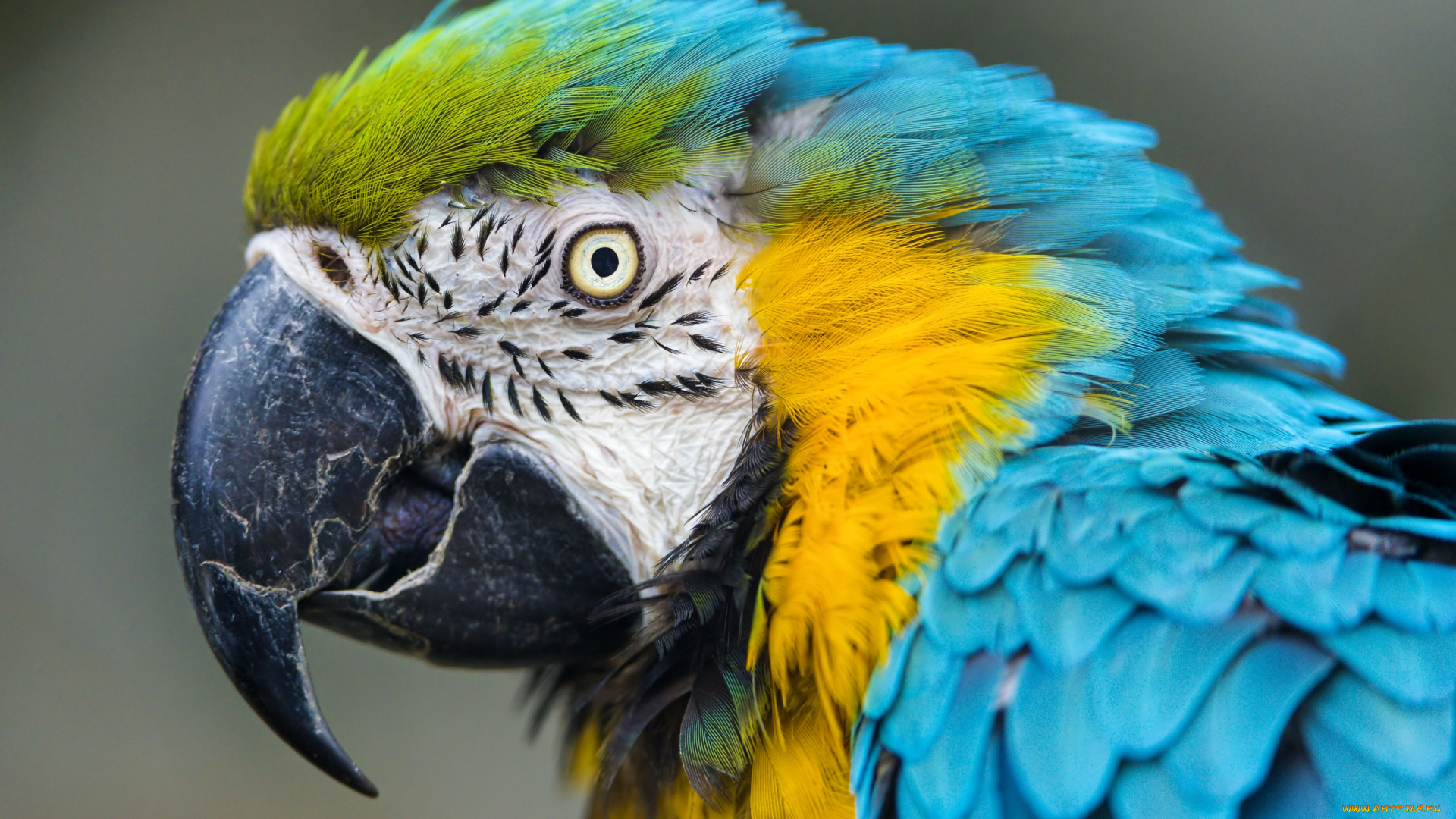 животные, попугаи