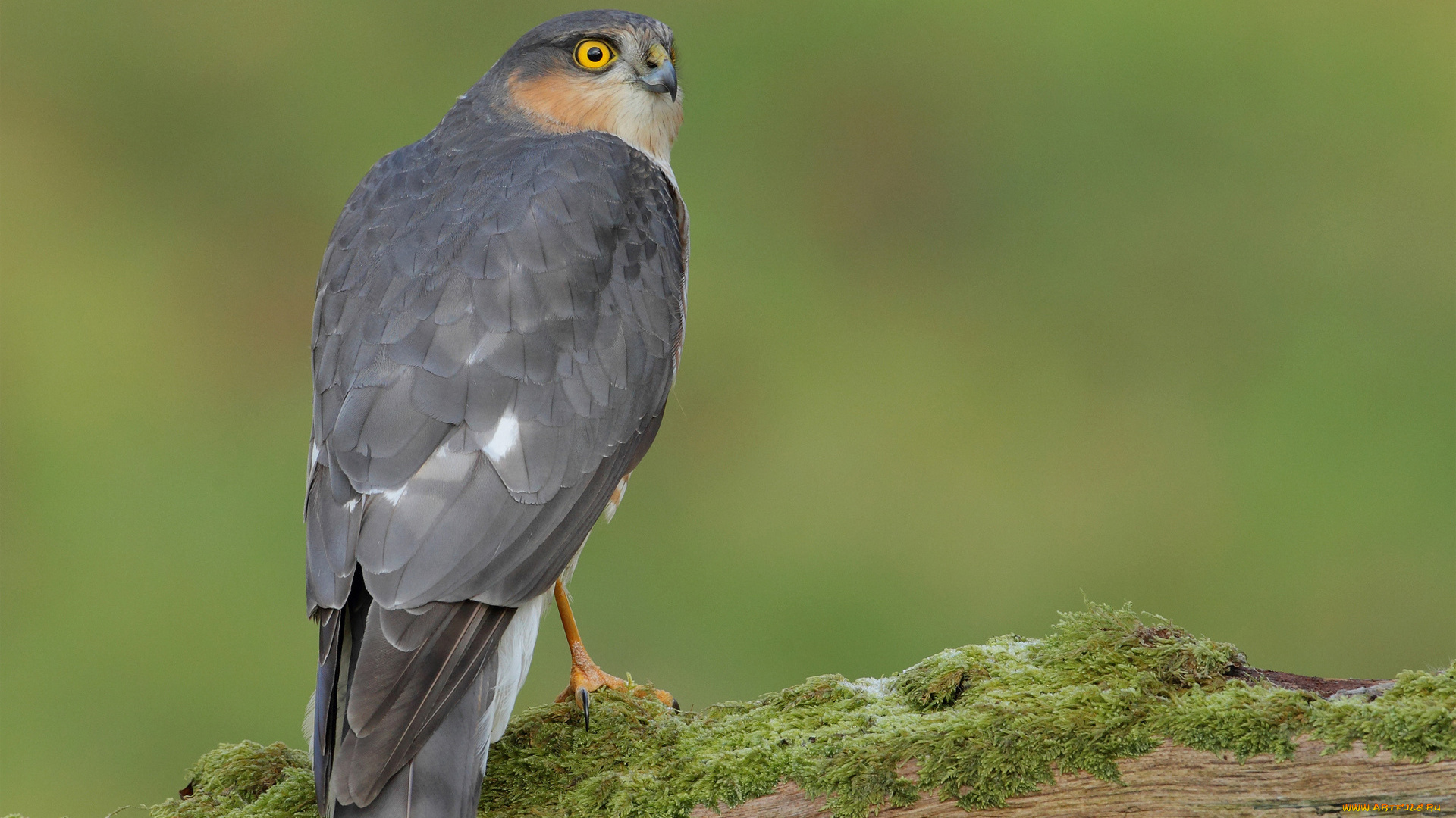 животные, птицы, хищники