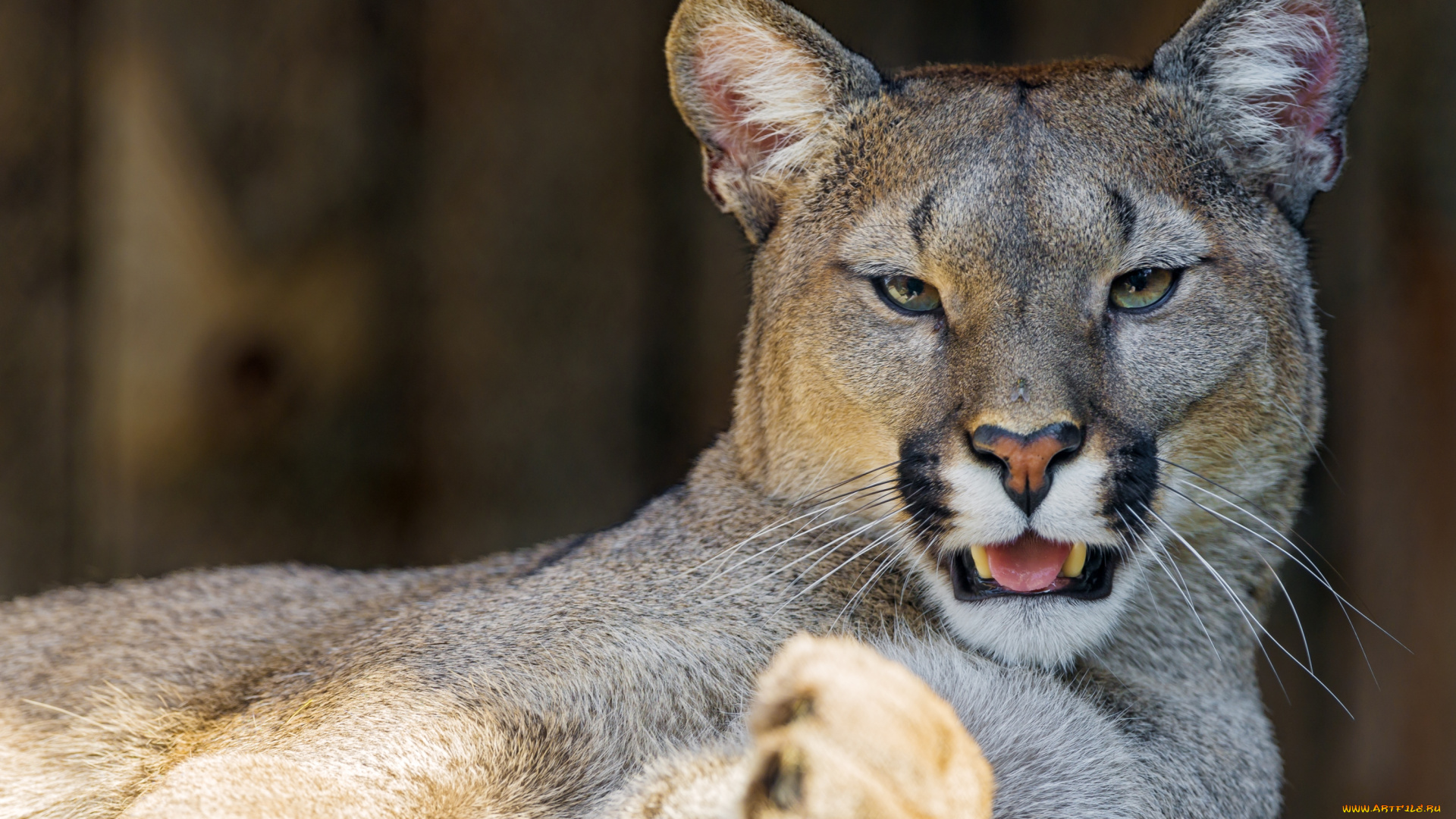 животные, пумы