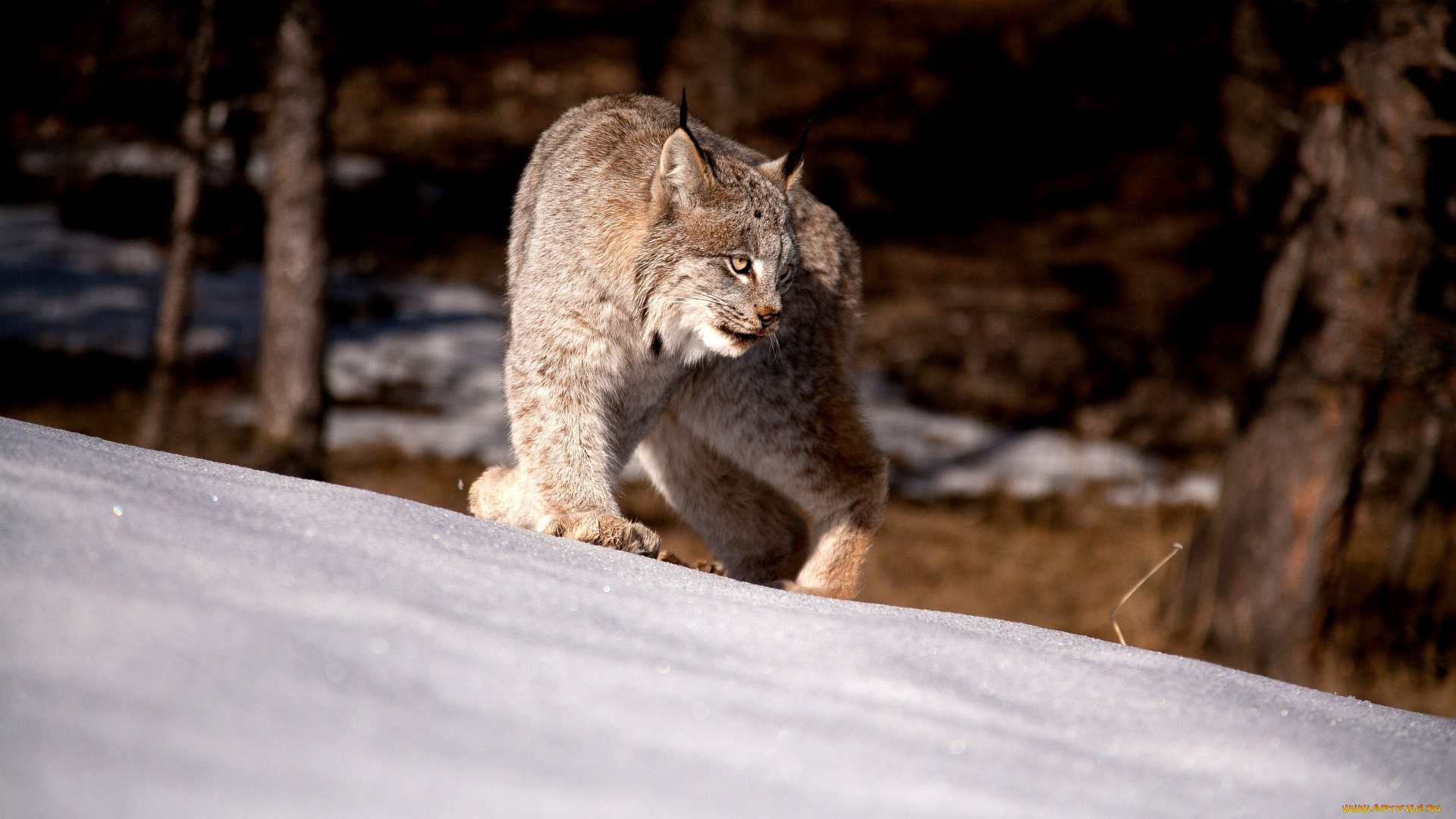 животные, рыси