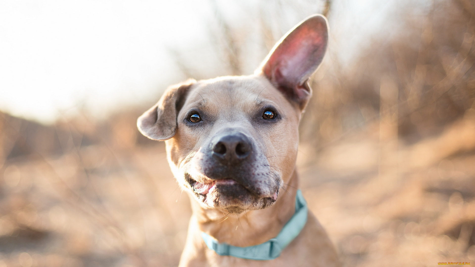 животные, собаки, взгляд, собака