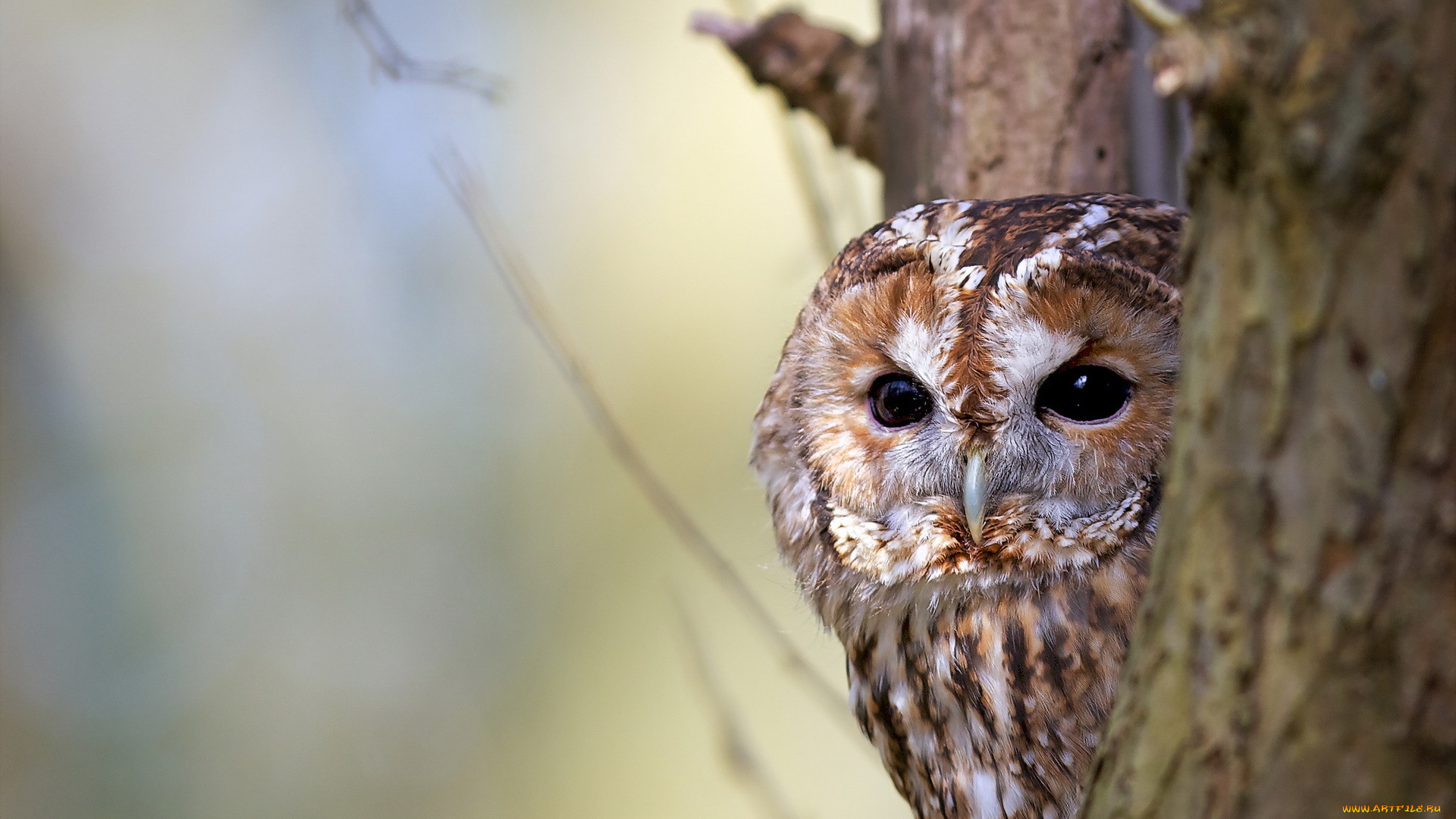 животные, совы