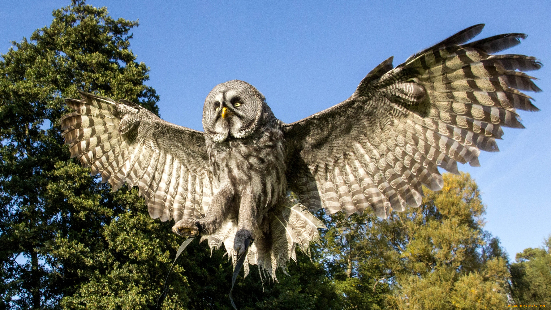 животные, совы, полет, крылья, размах
