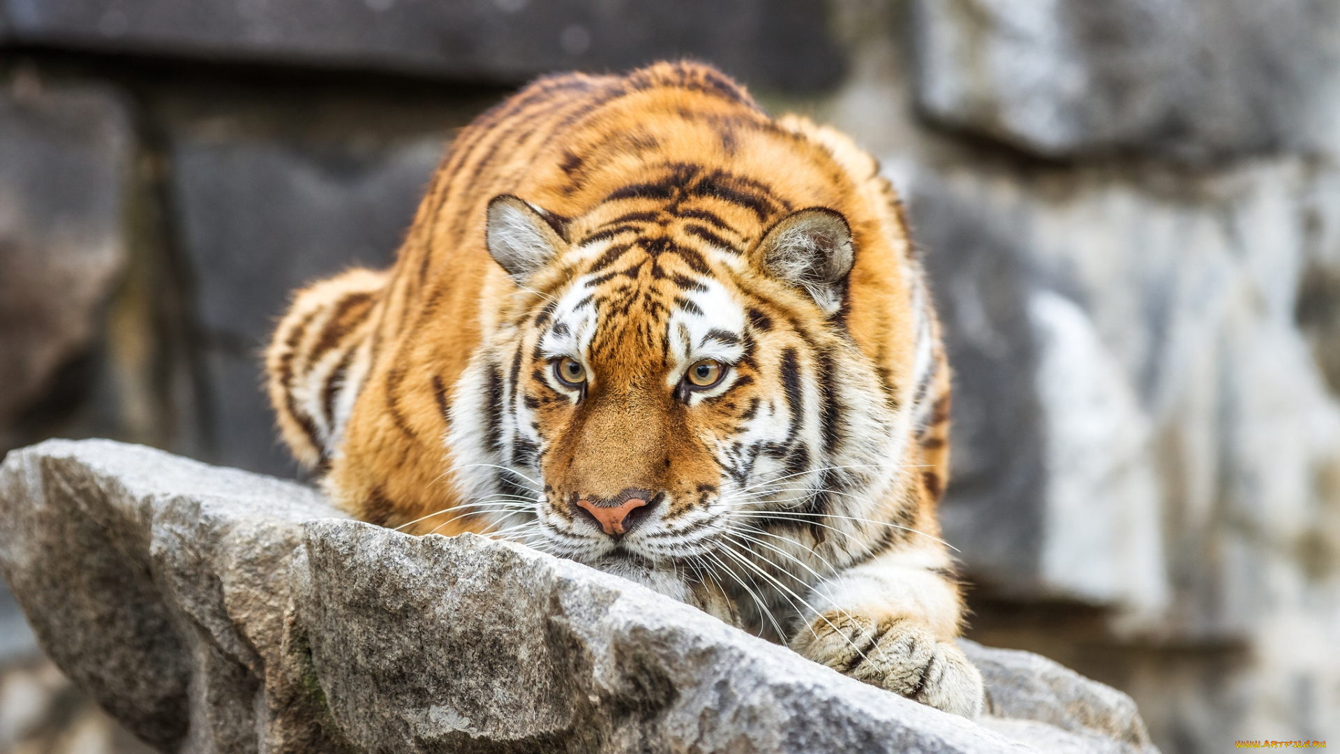 животные, тигры