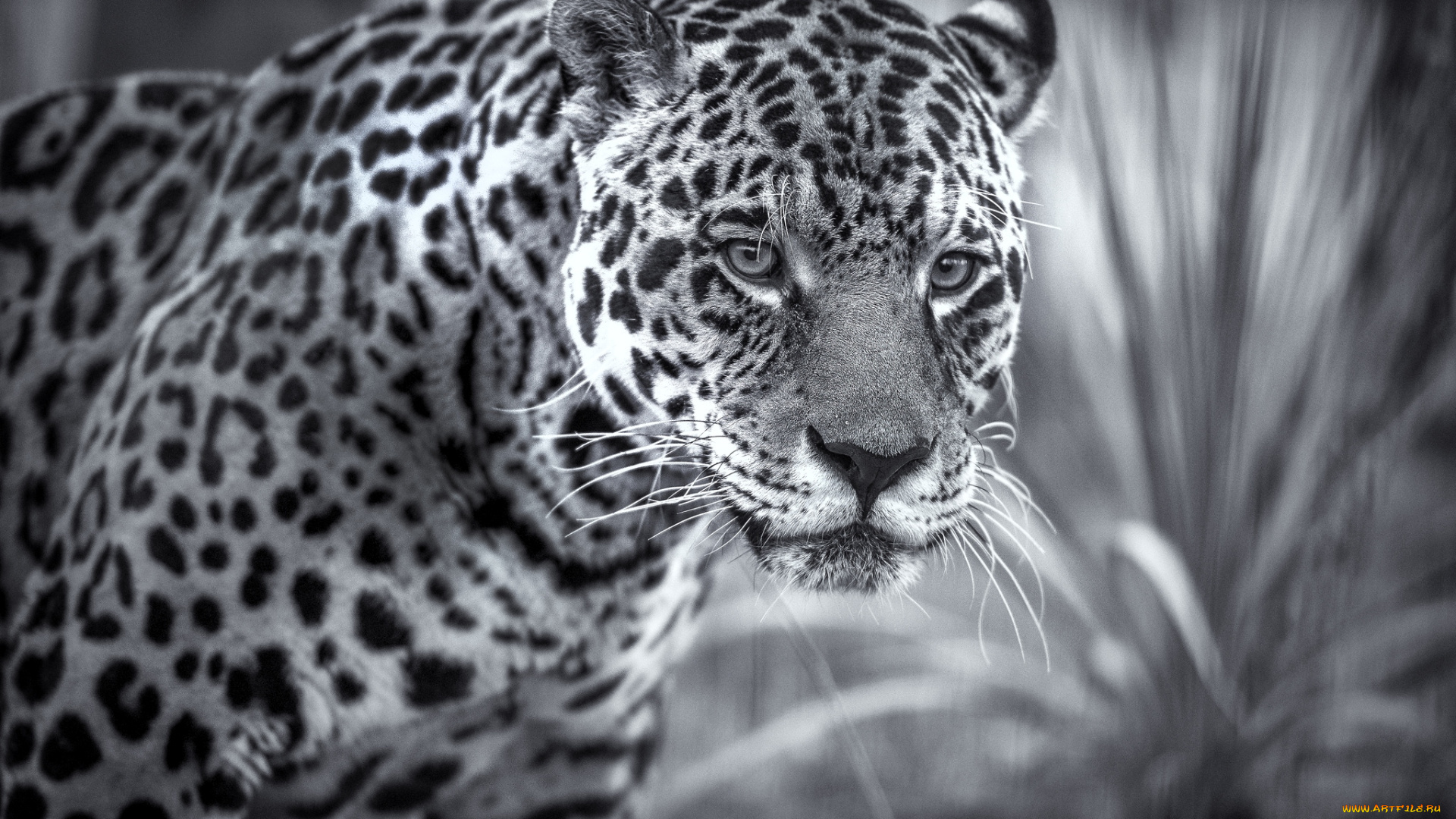 животные, Ягуары