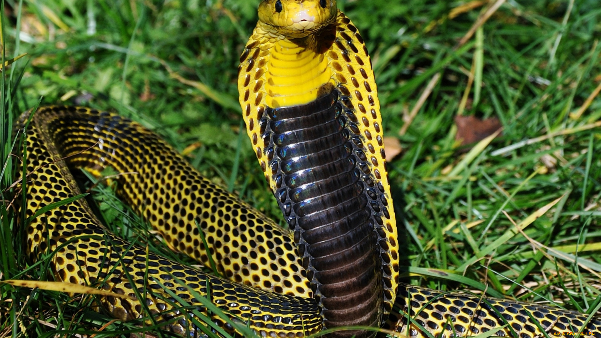 животные, змеи, питоны, кобры