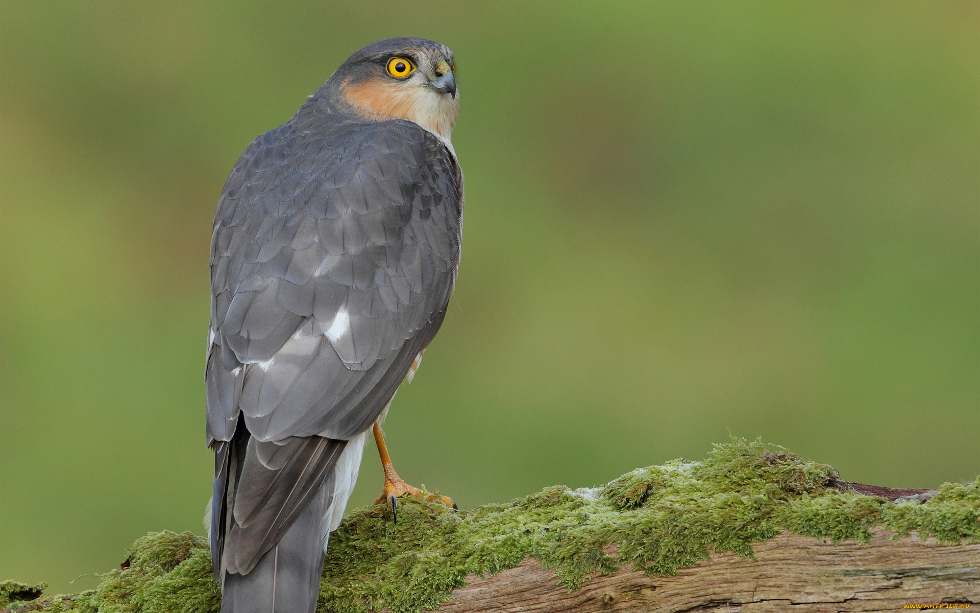 животные, птицы, хищники