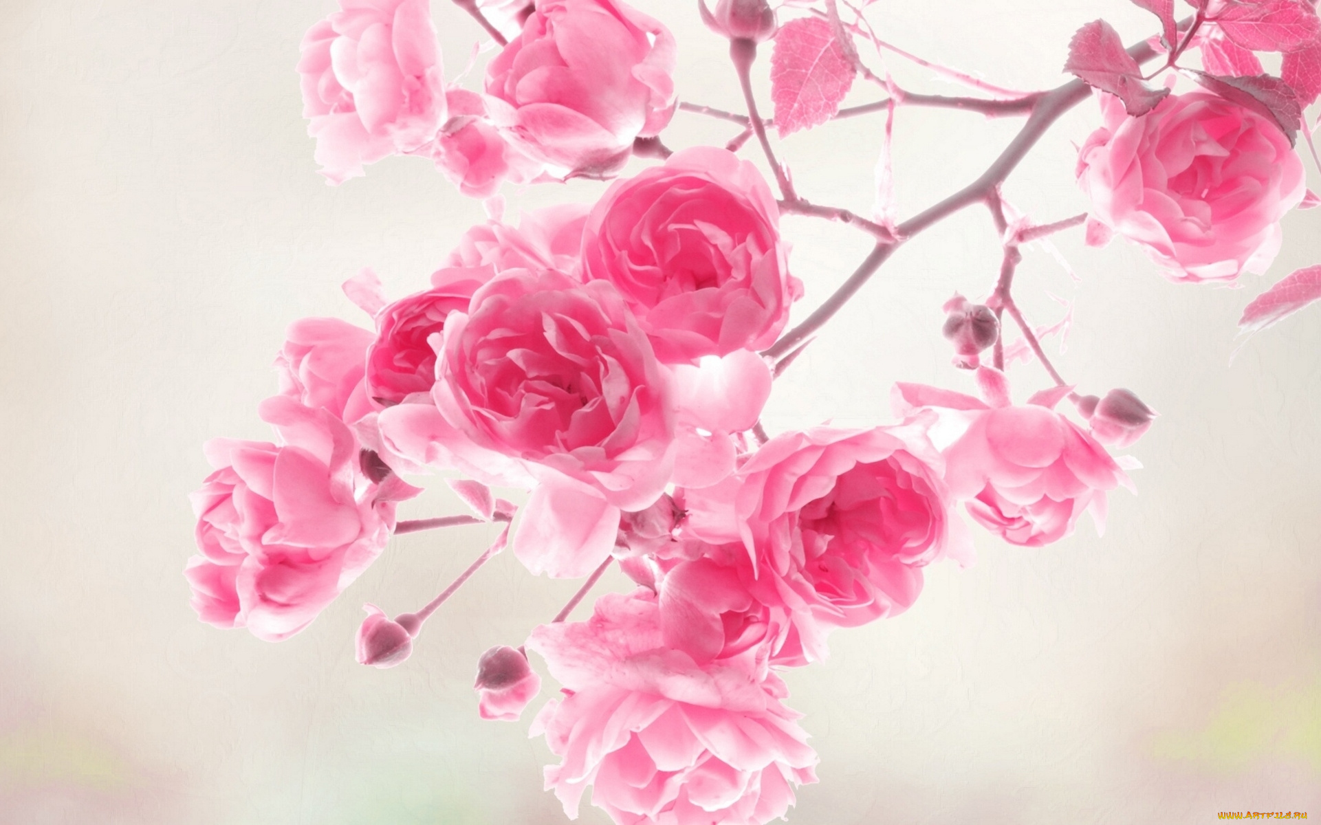 цветы, розы