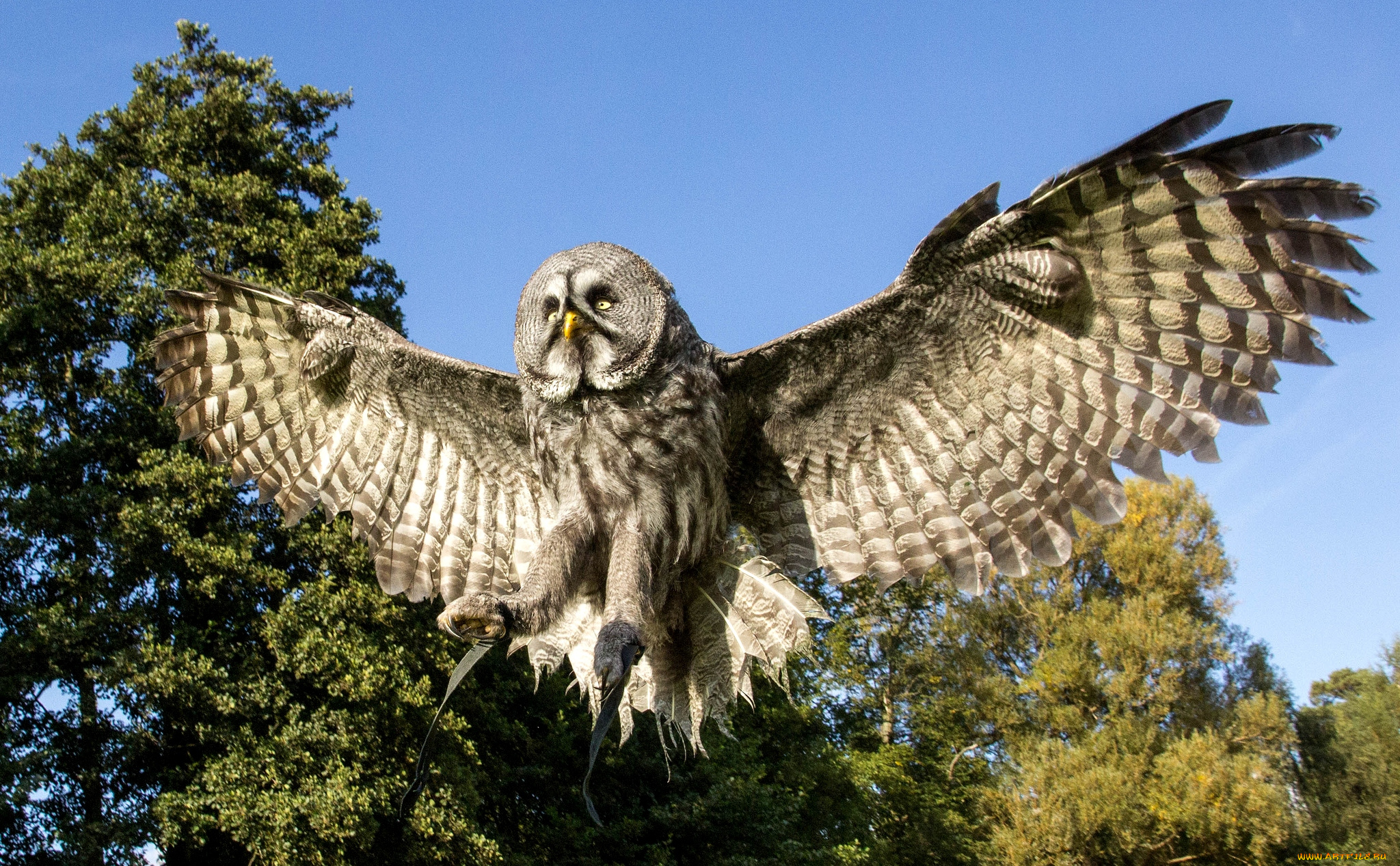 животные, совы, полет, крылья, размах