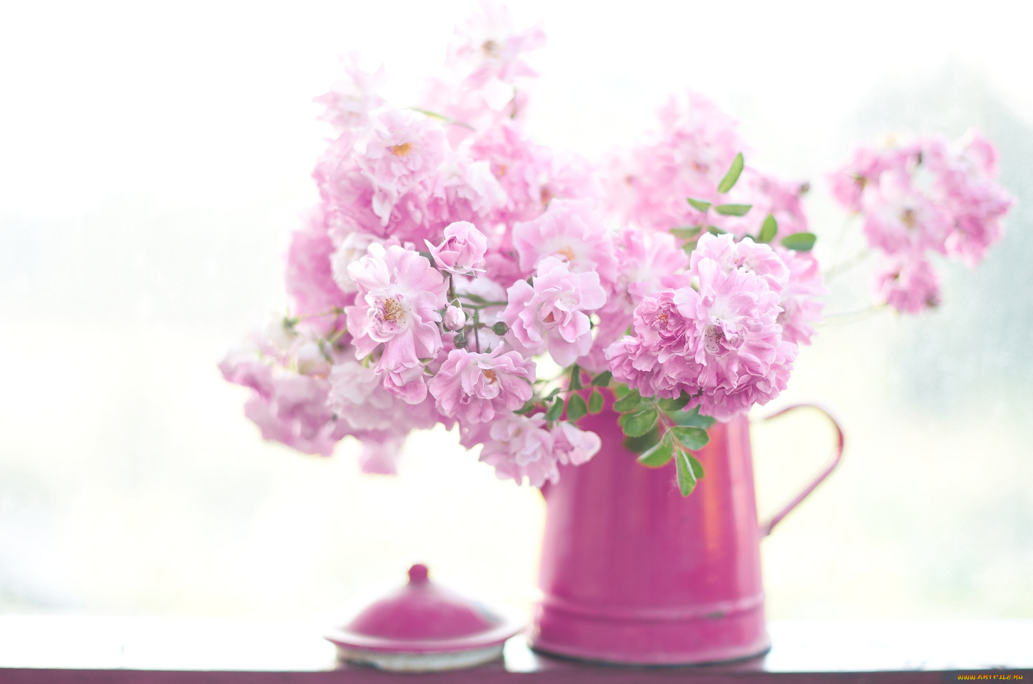 цветы, розы