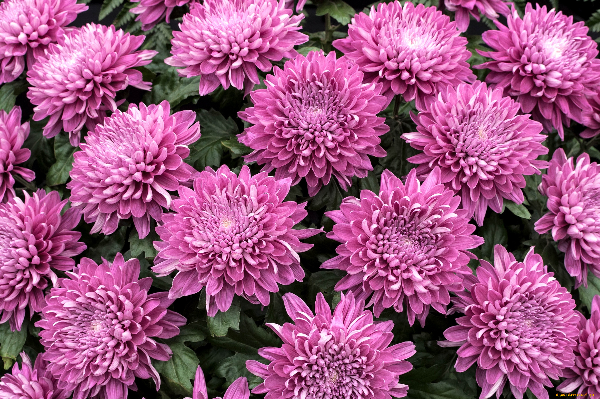 цветы, хризантемы
