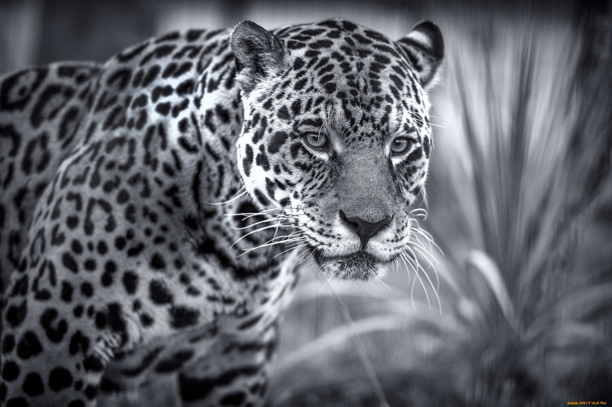 животные, Ягуары