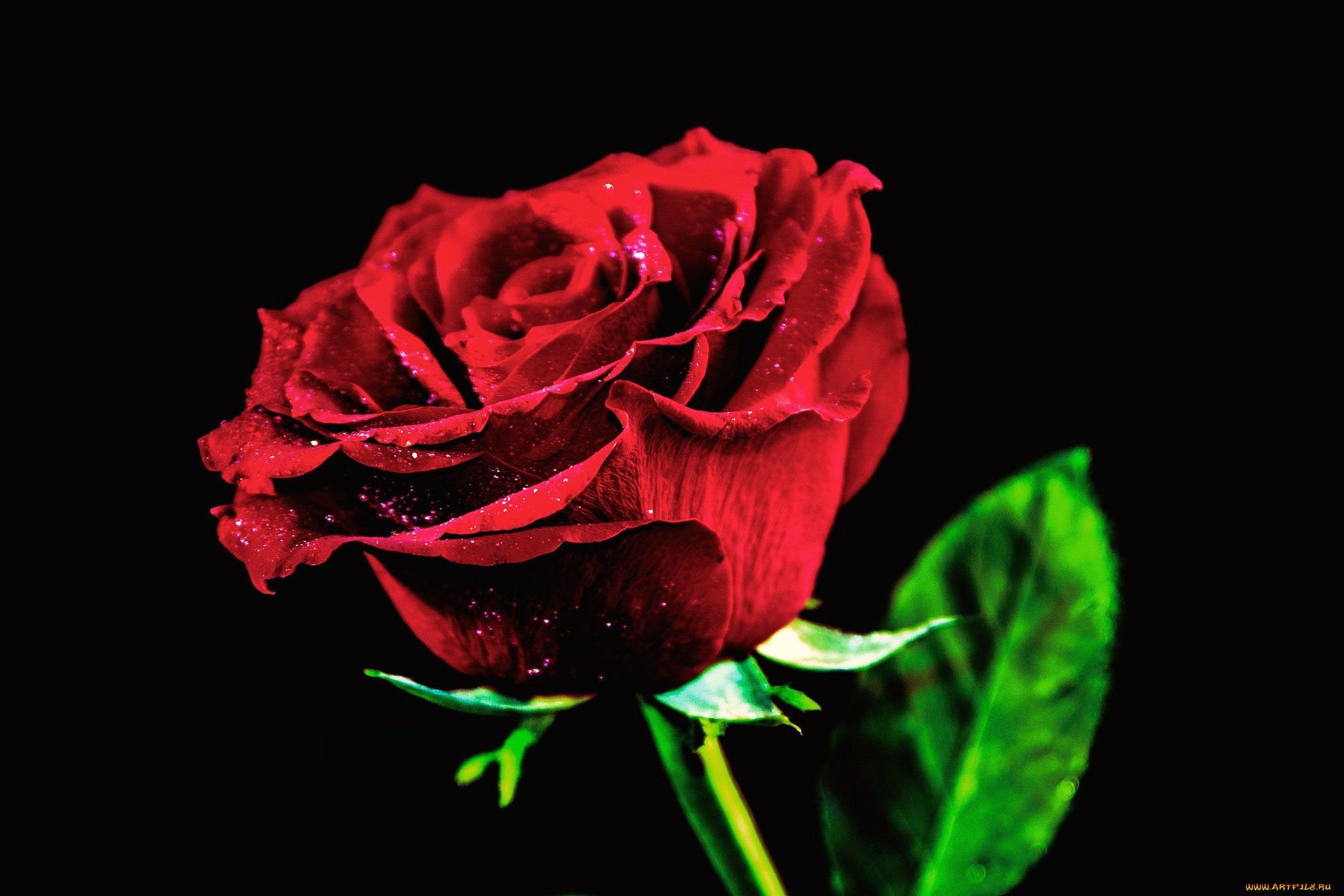 цветы, розы