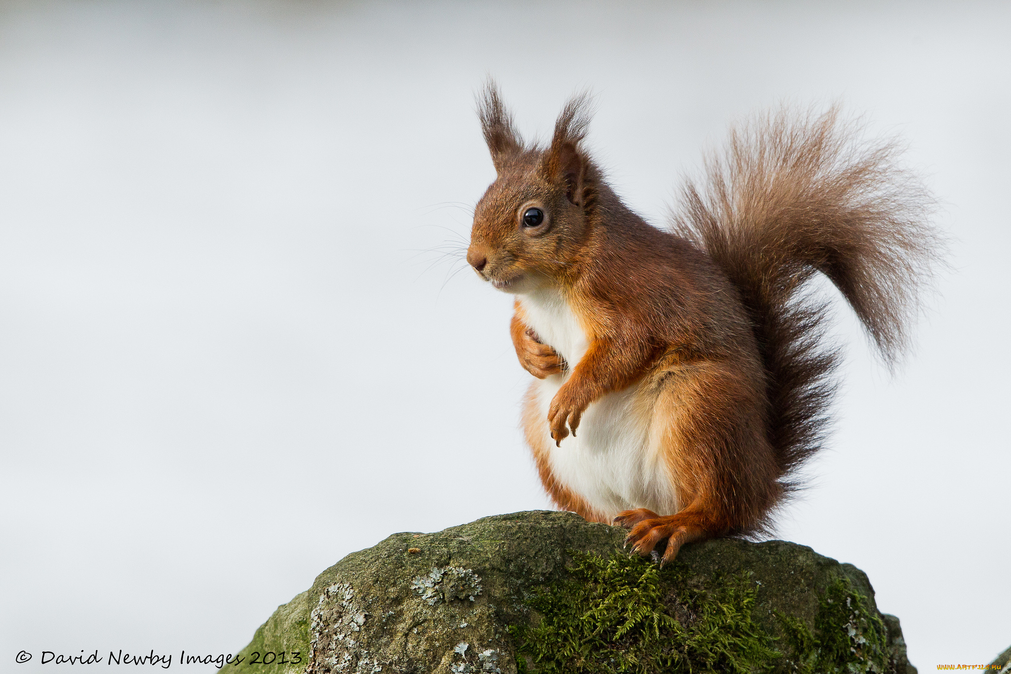 животные, белки