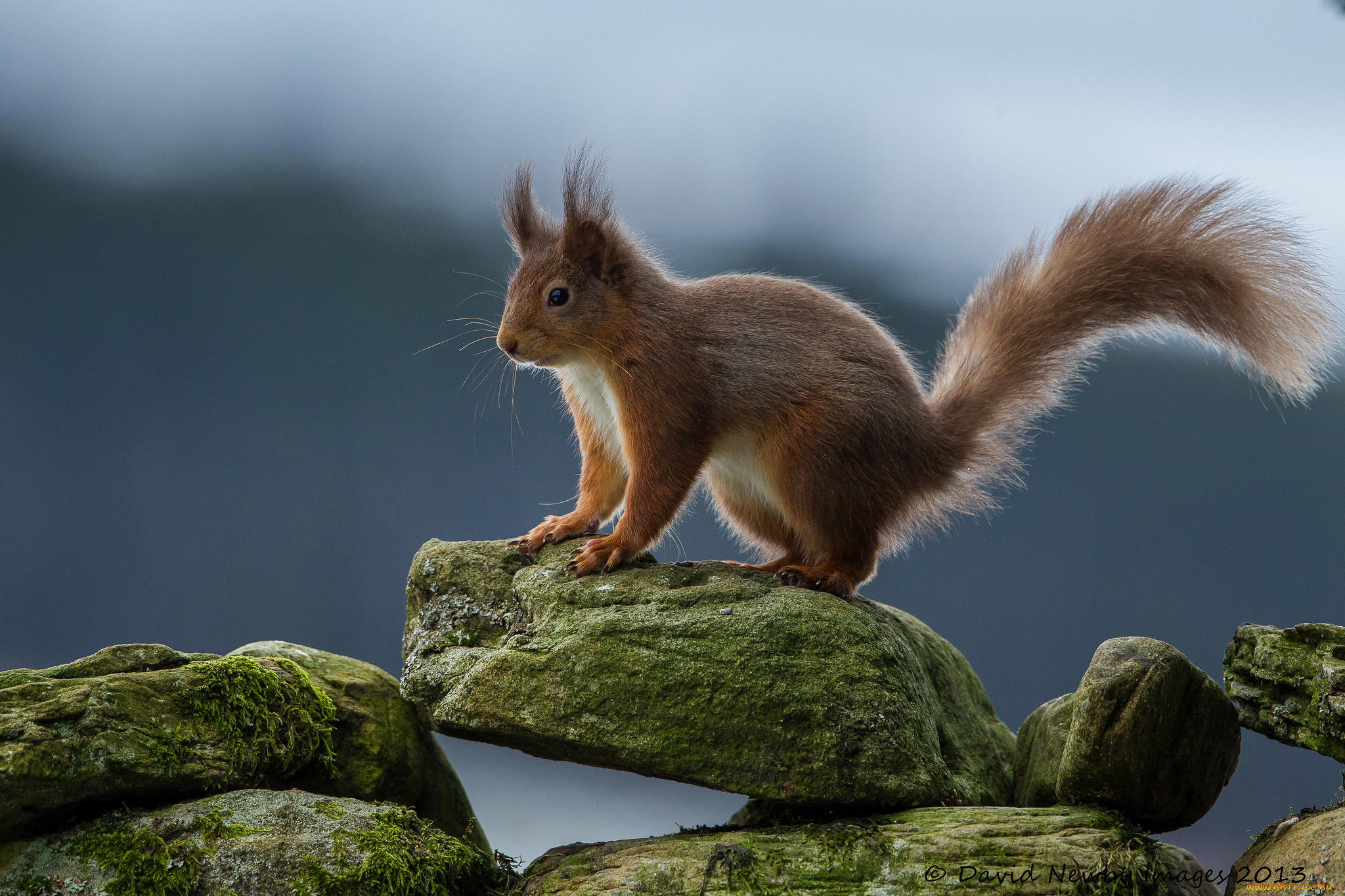 животные, белки