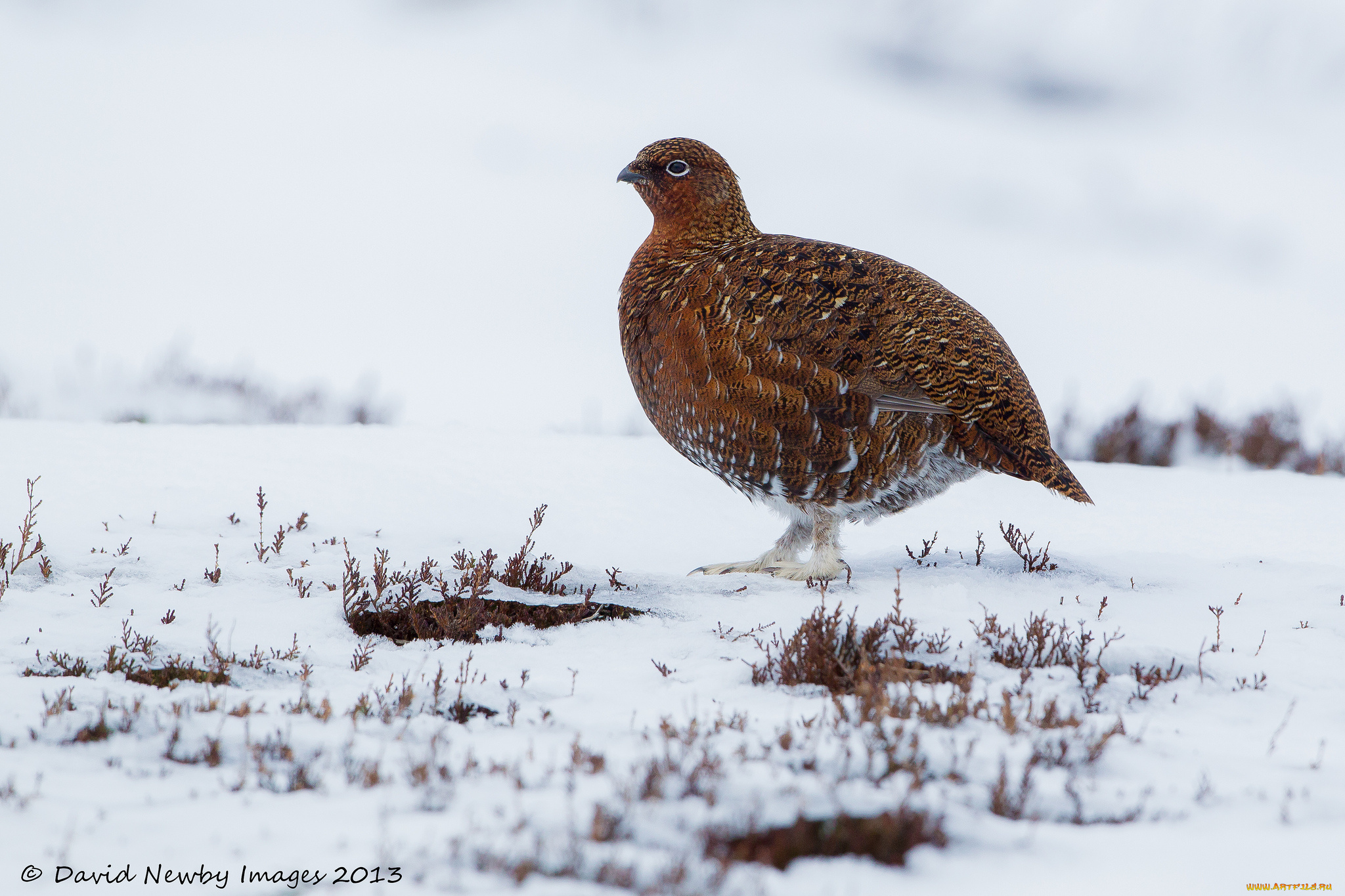 животные, куропатки, рябчики, перепела
