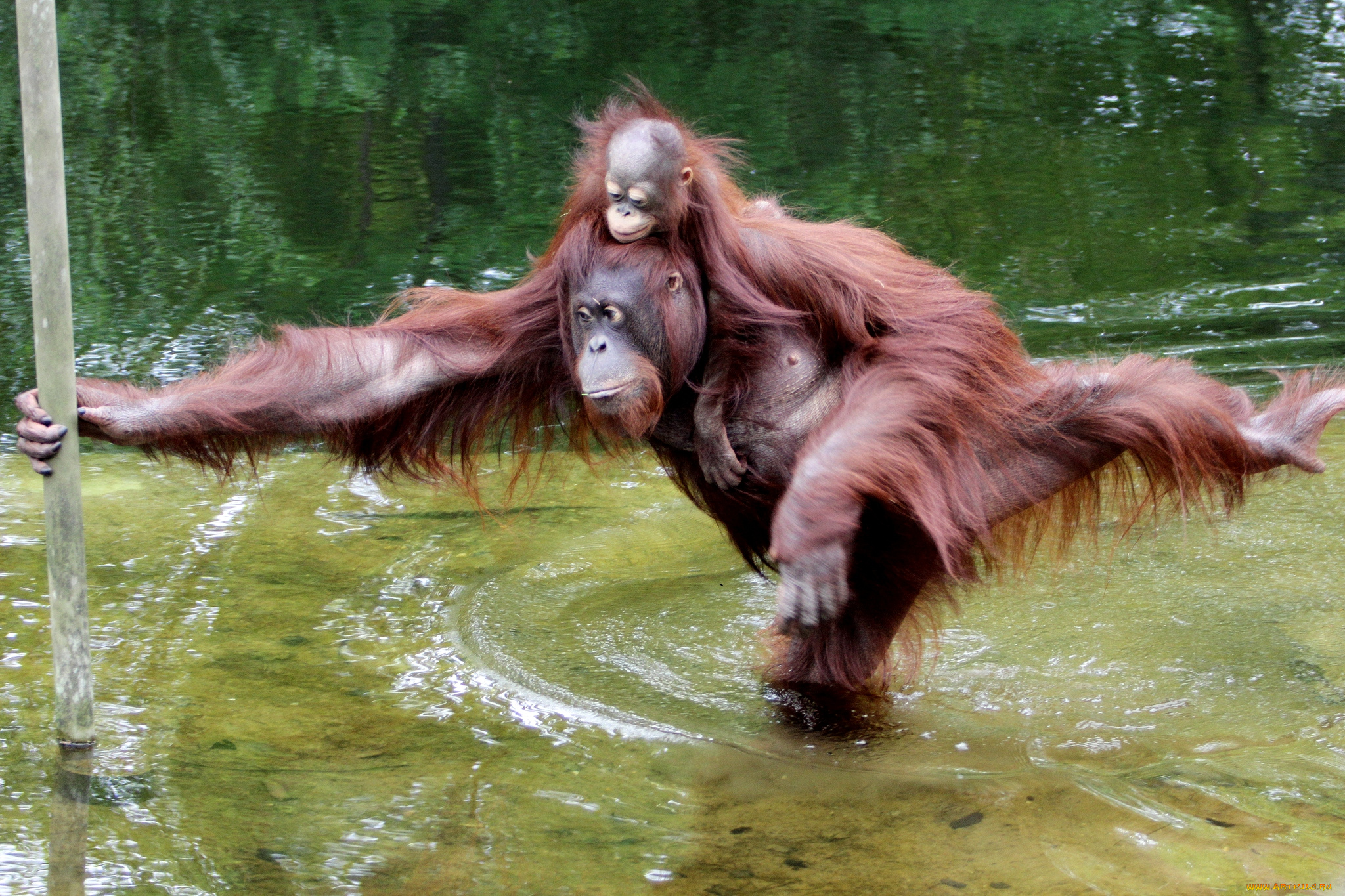животные, обезьяны