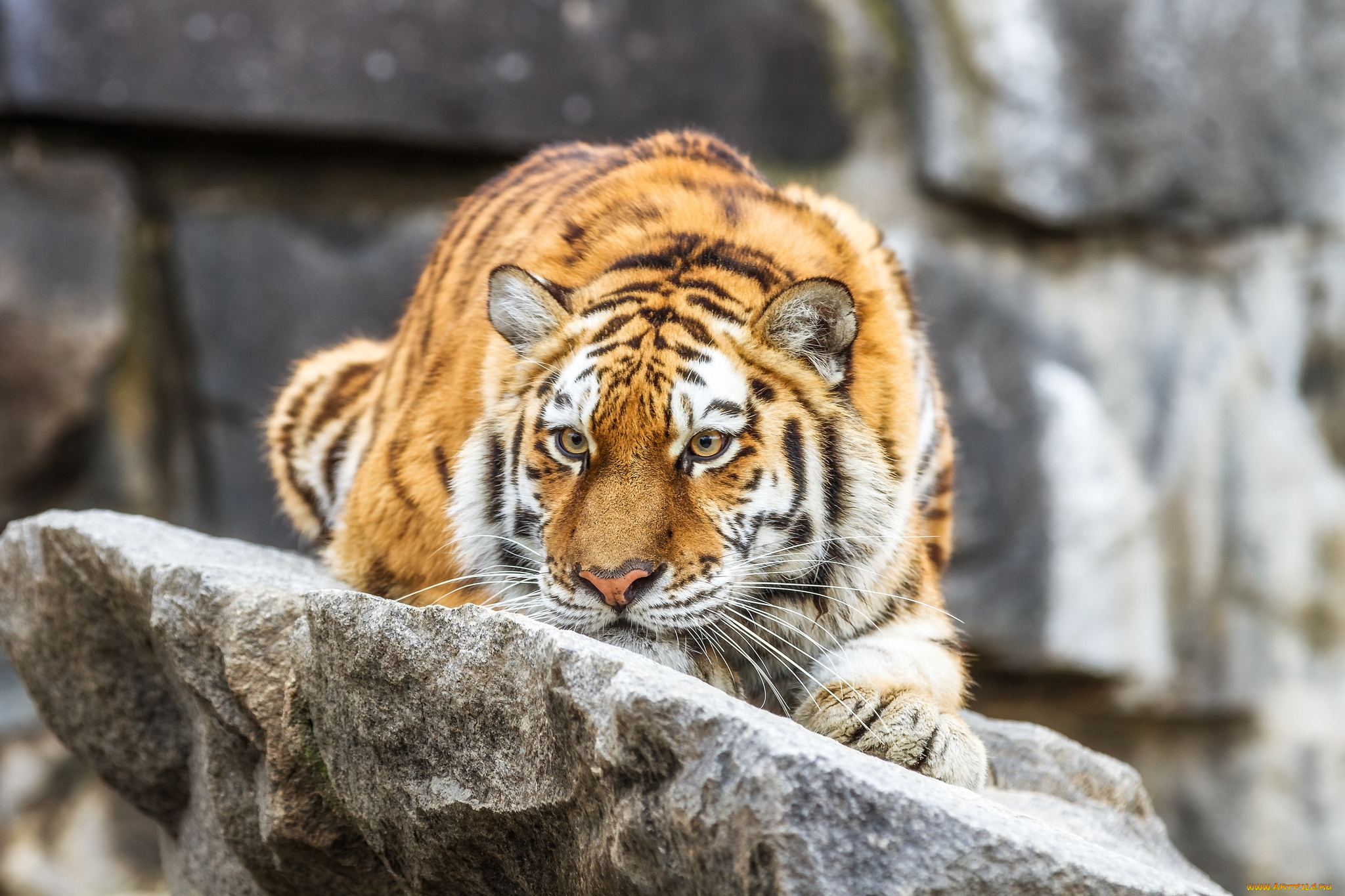 животные, тигры