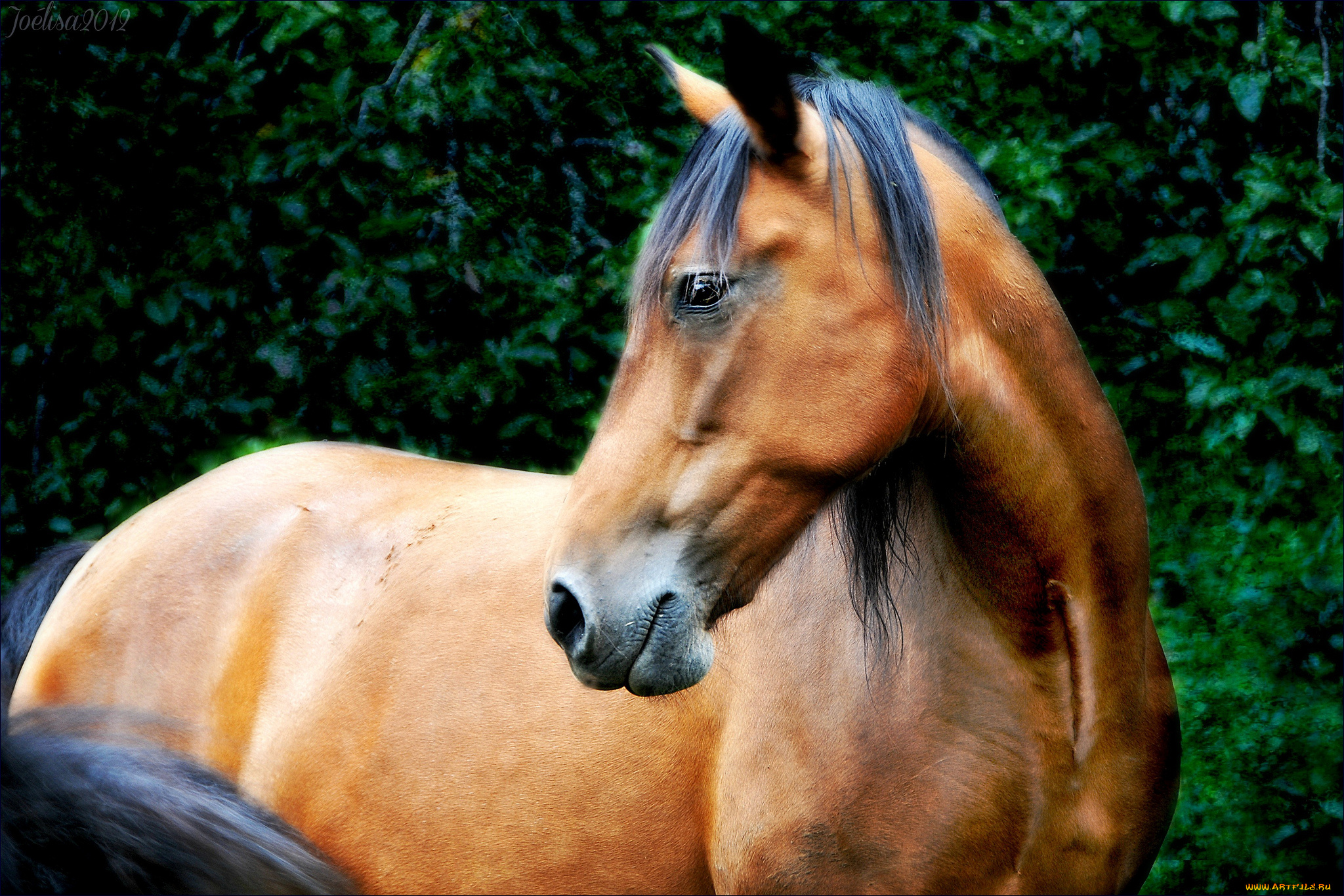 животные, лошади