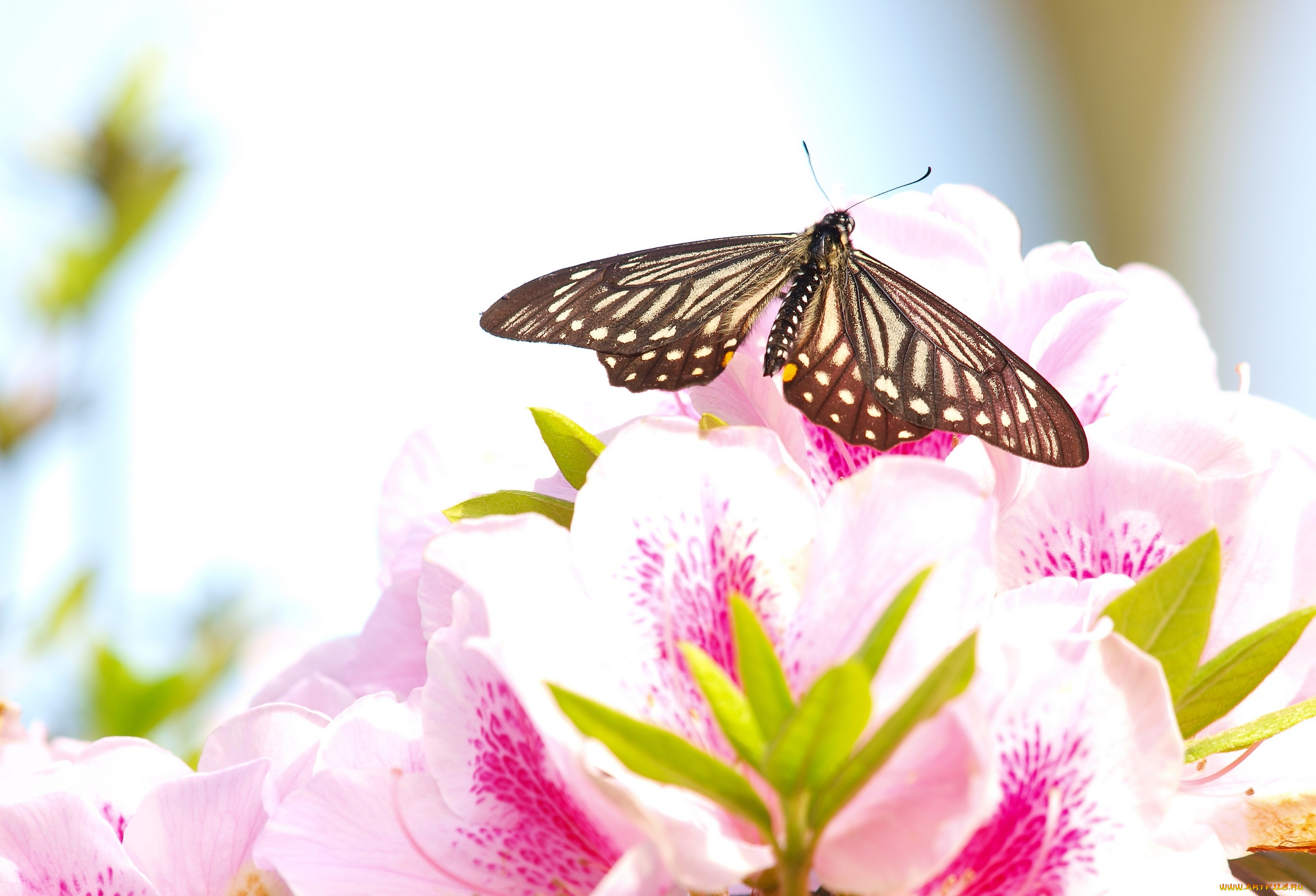 животные, бабочки