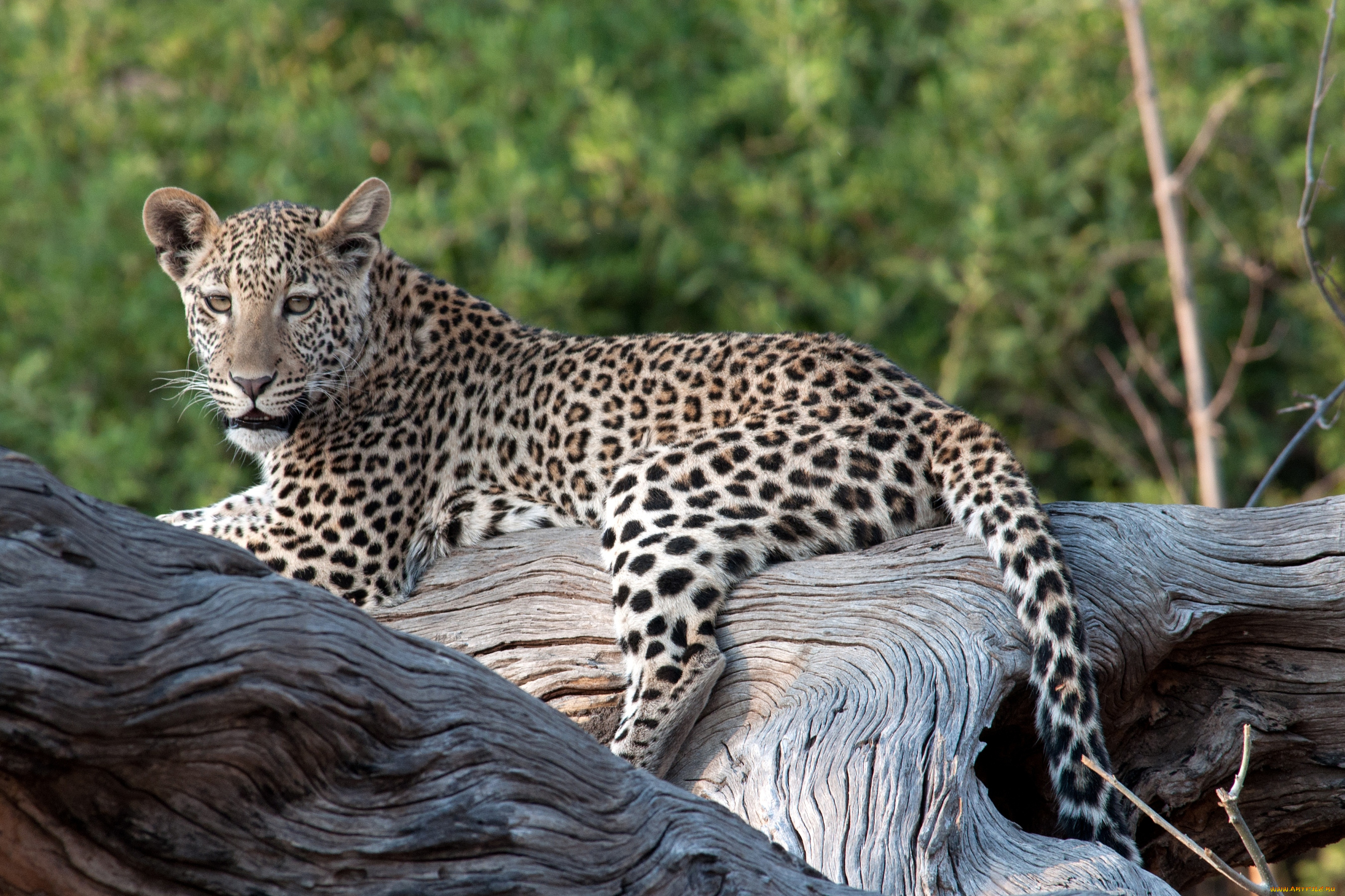 животные, леопарды