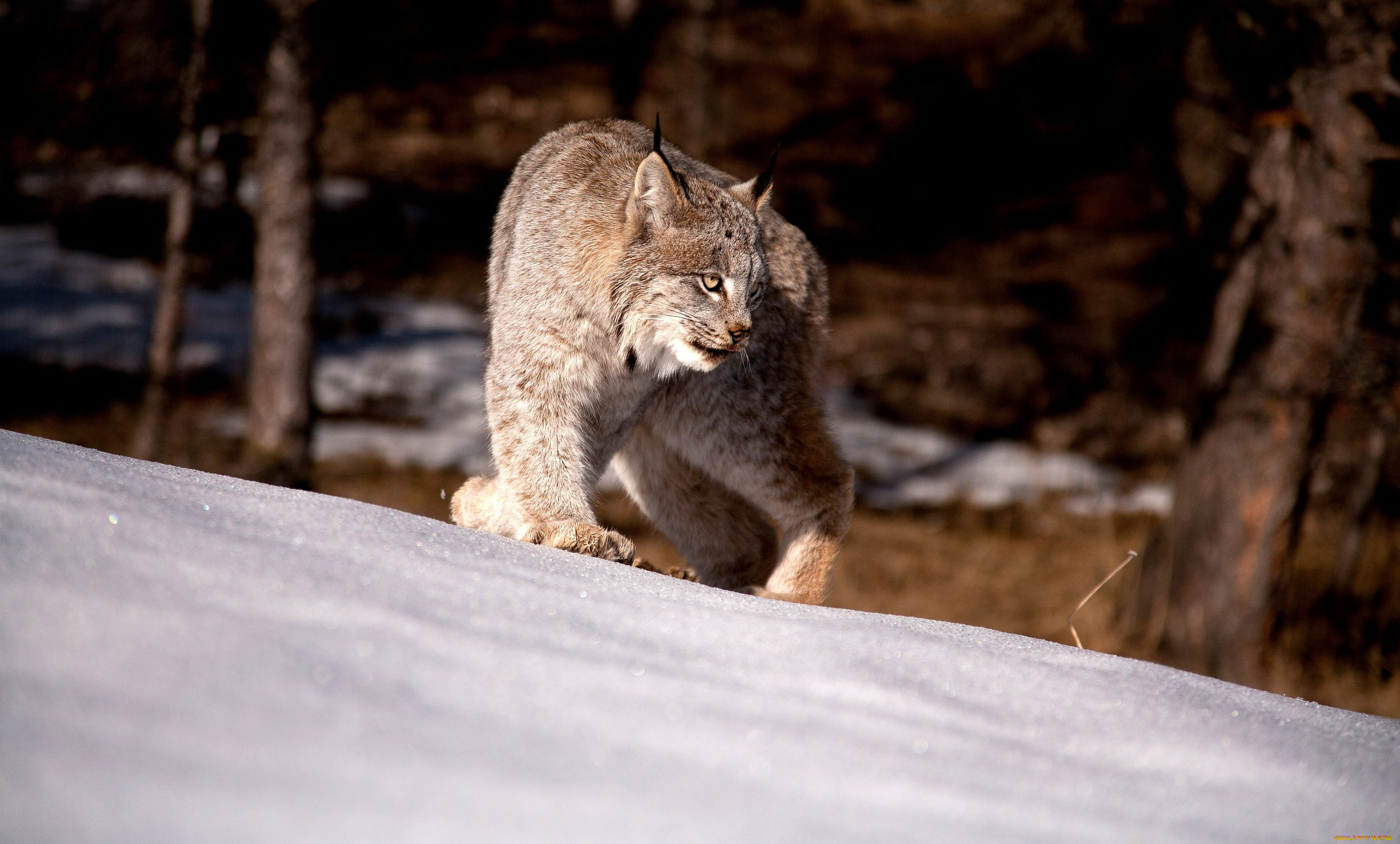 животные, рыси